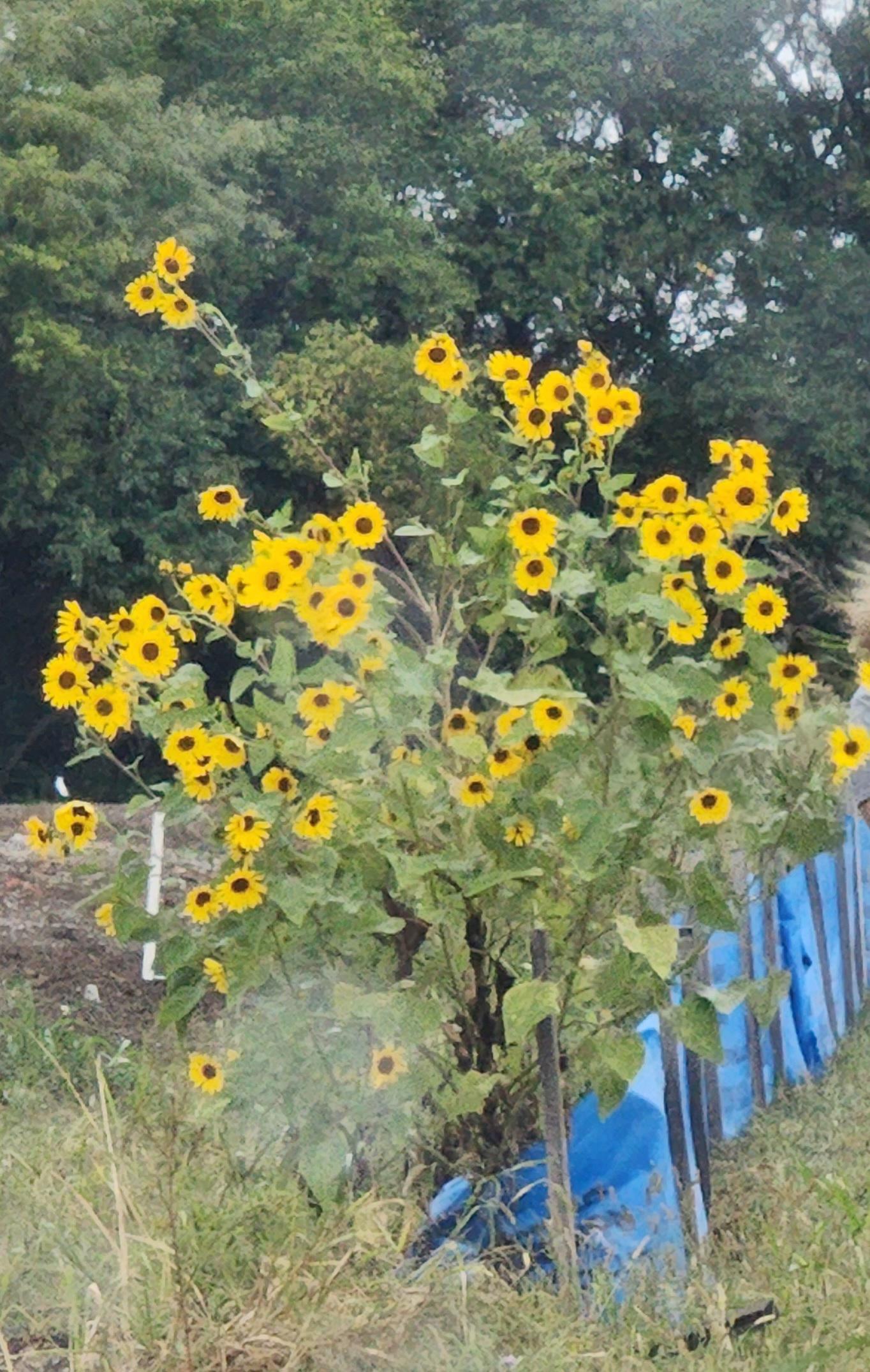 These sunflower lookalikes grow all over the place in Missouri. Any