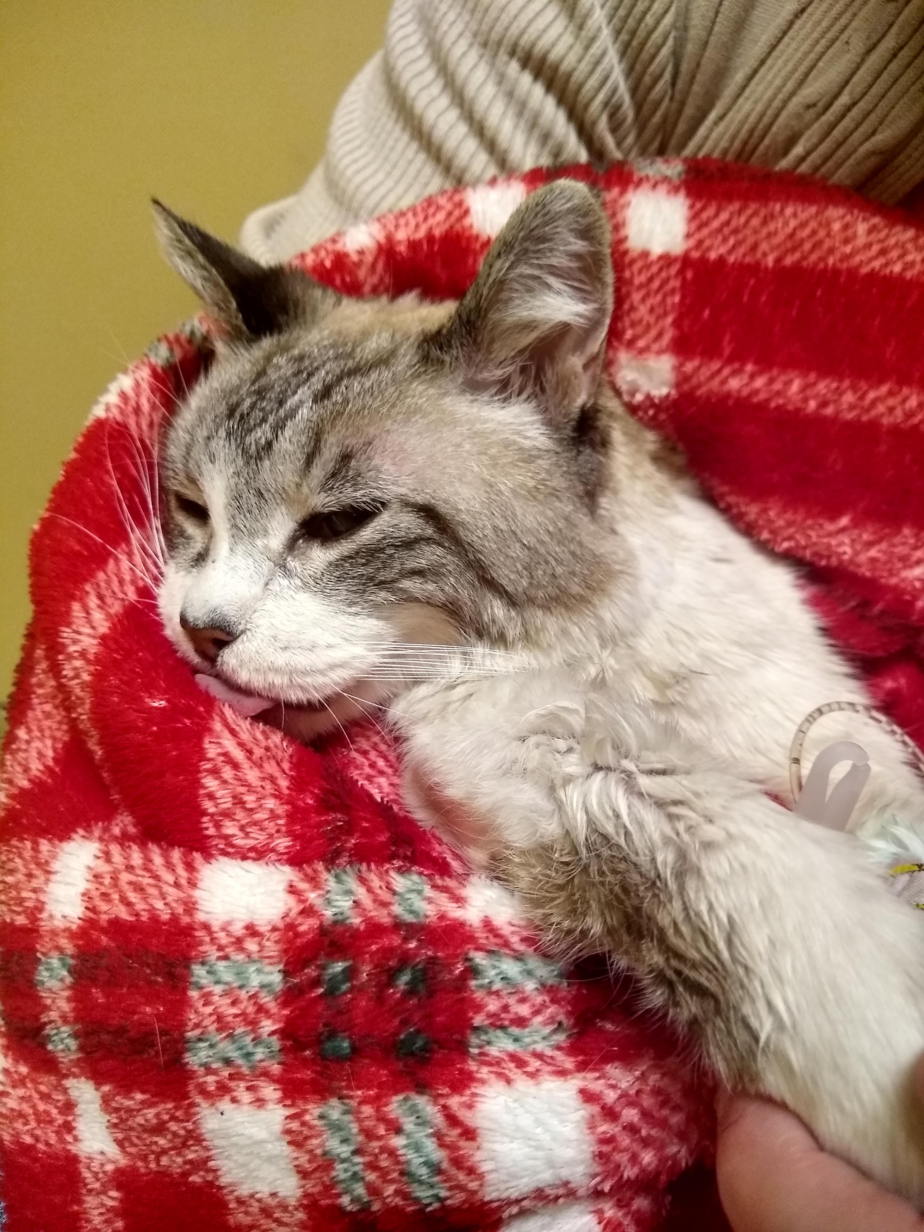 My cat Empress Theadora went to sleep the last time this morning. She