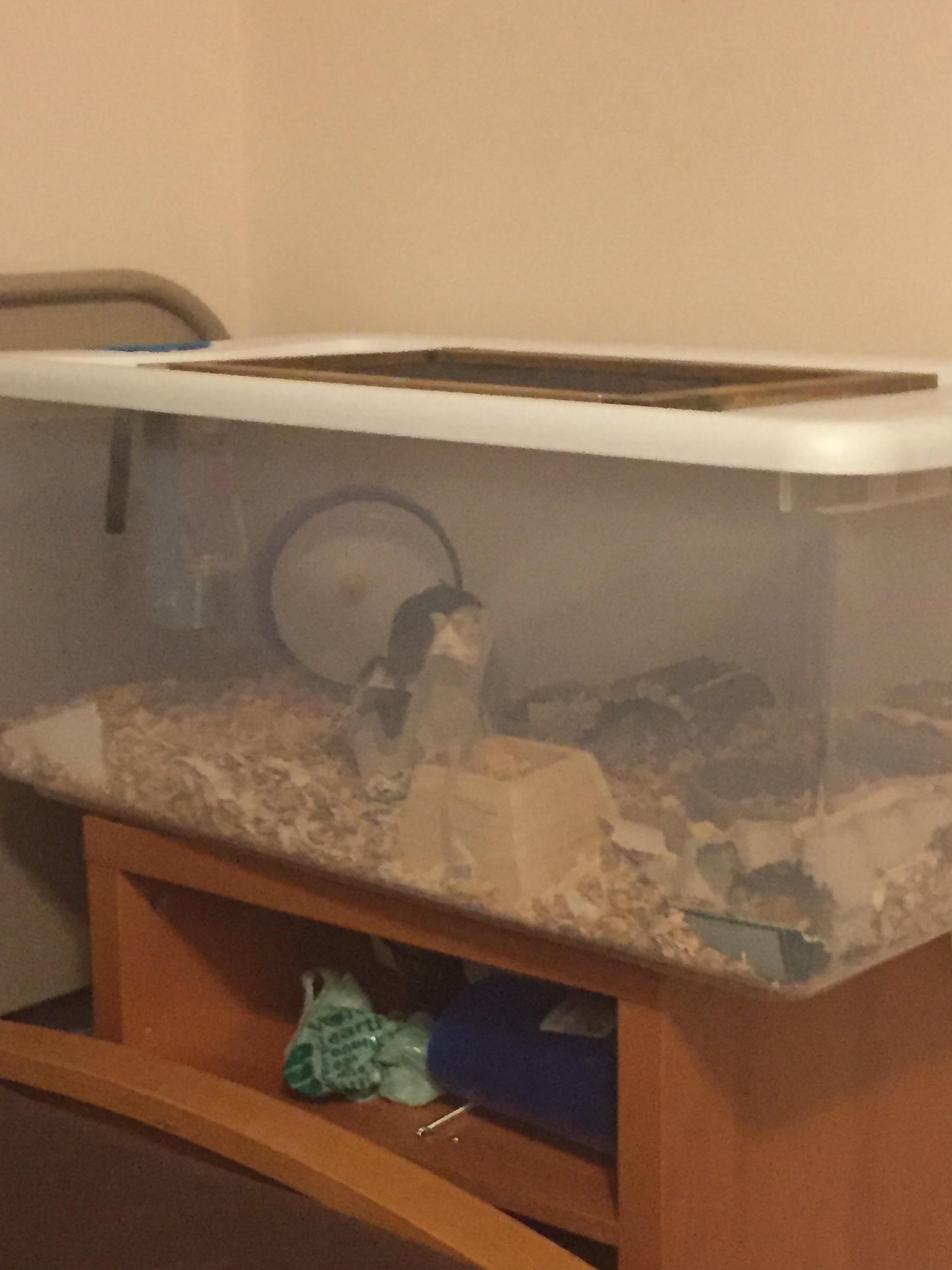 Me and my dad transformed a plastic box into a habitat for my two
