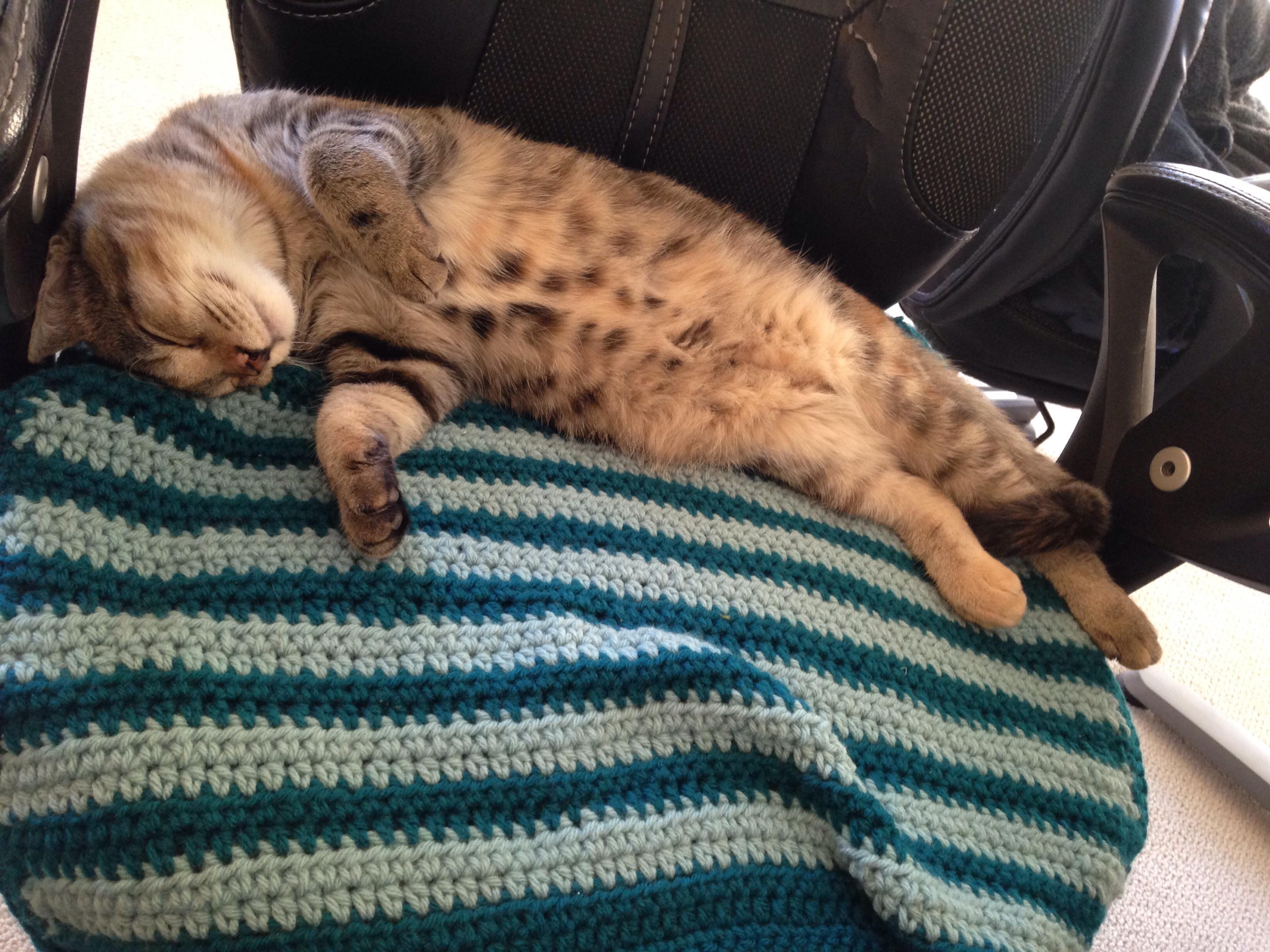 Soft Kitty, Warm Kitty, Little Ball of Fur... r/aww