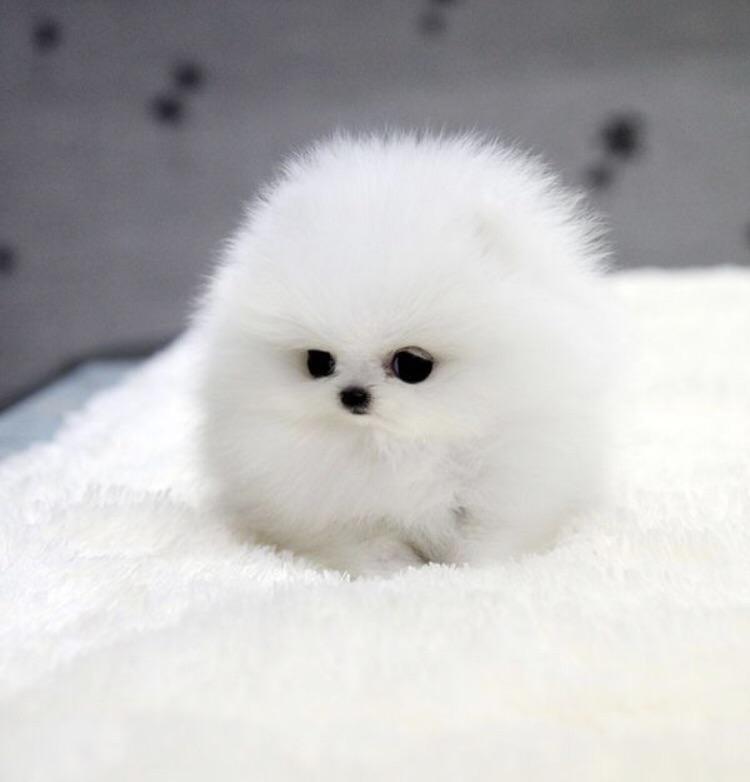 A snowball dog 😊 aww