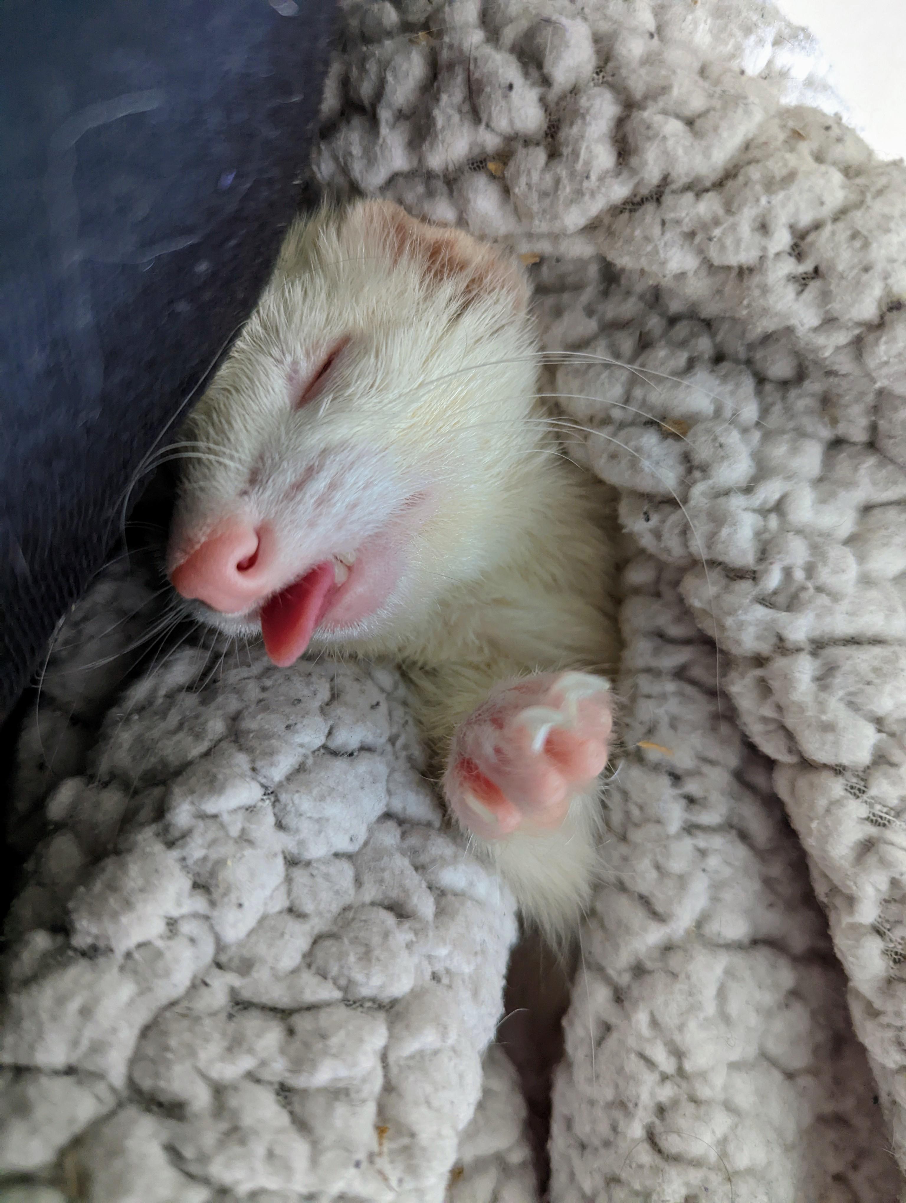 Nova bear r/ferrets