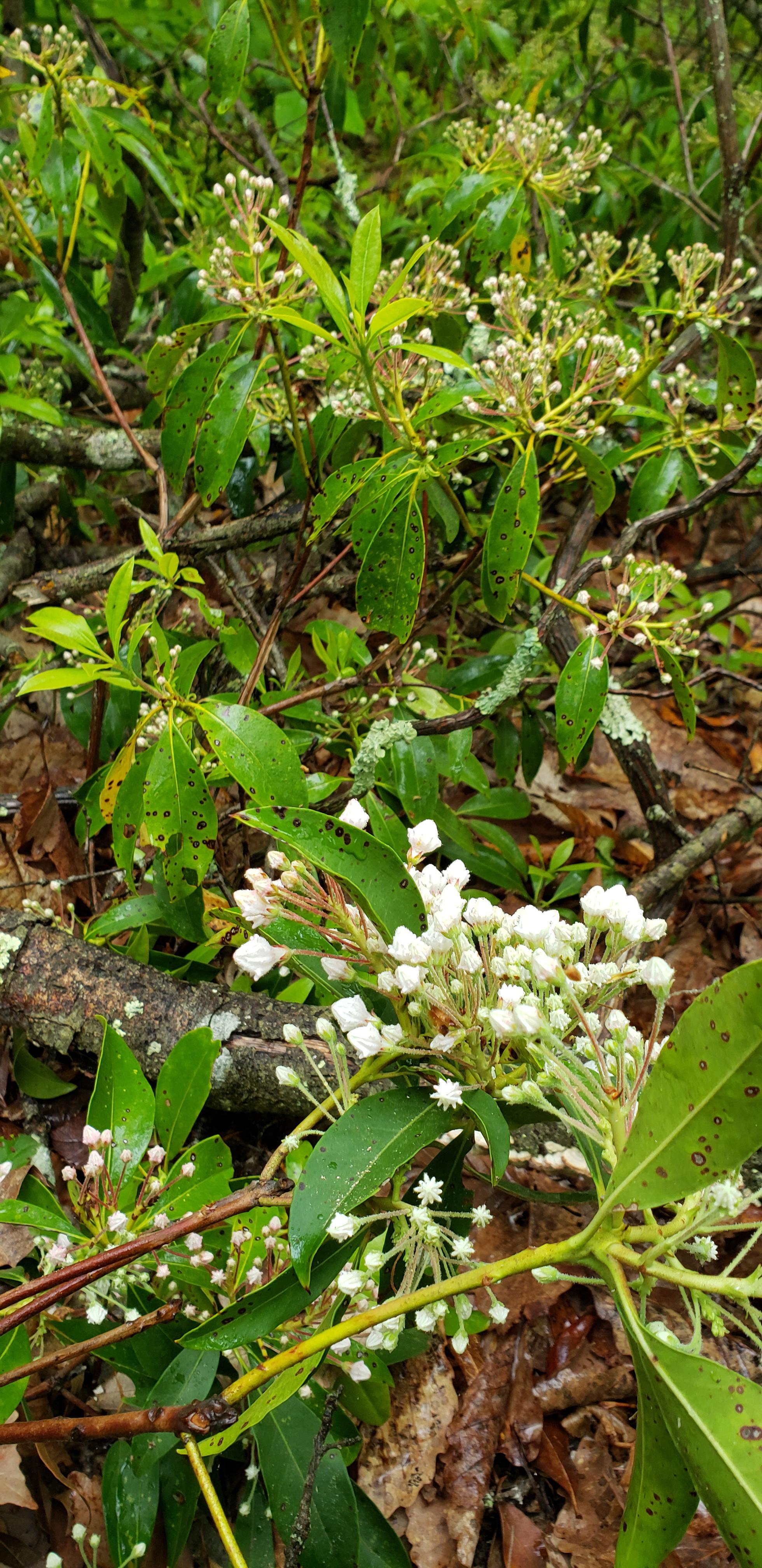Memorial Day Mountain Laurel on Mt Pisgah in Durham r/Connecticut