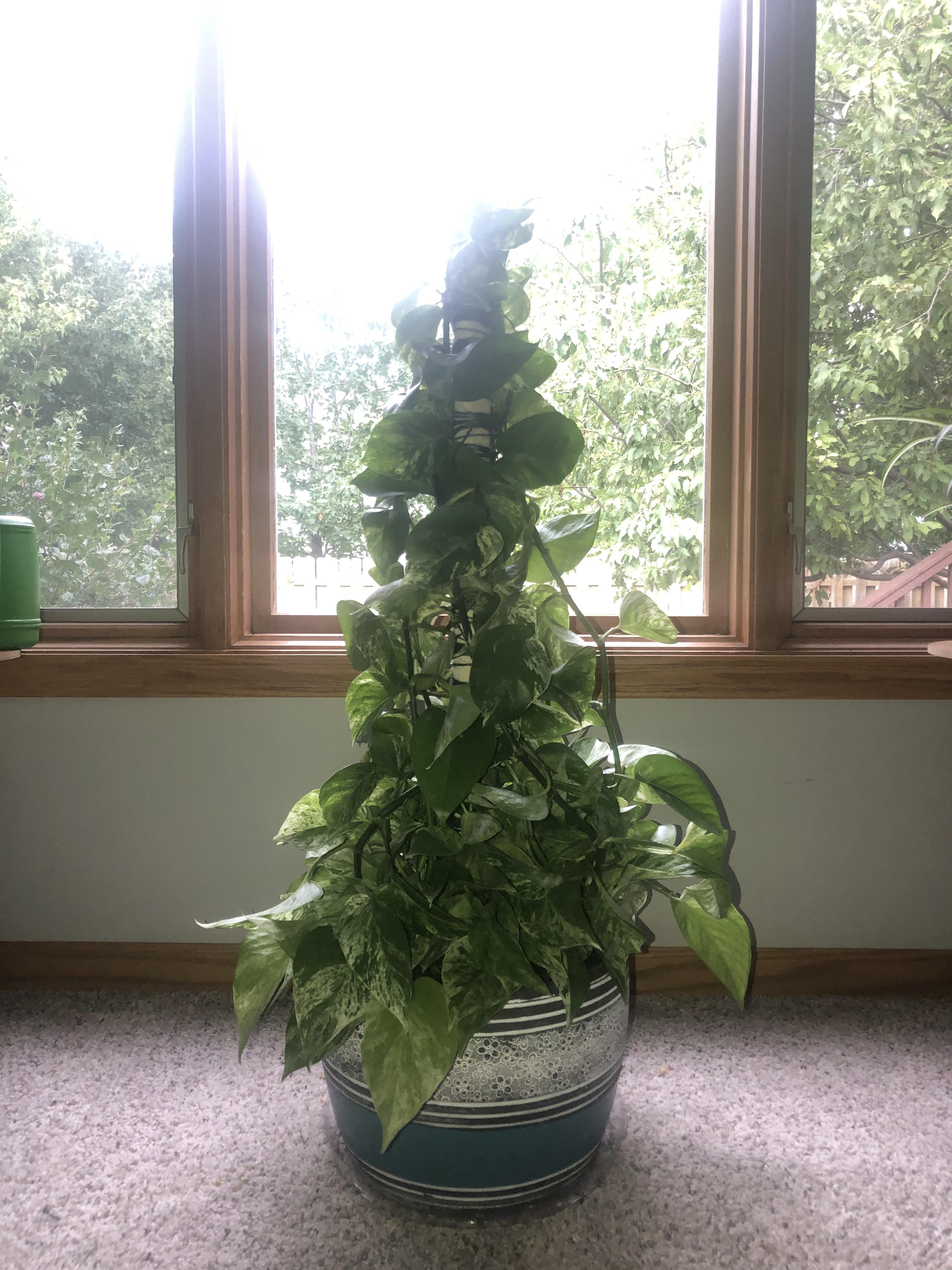 I decided to try staking this one. I hope that it turns out ok! Do you