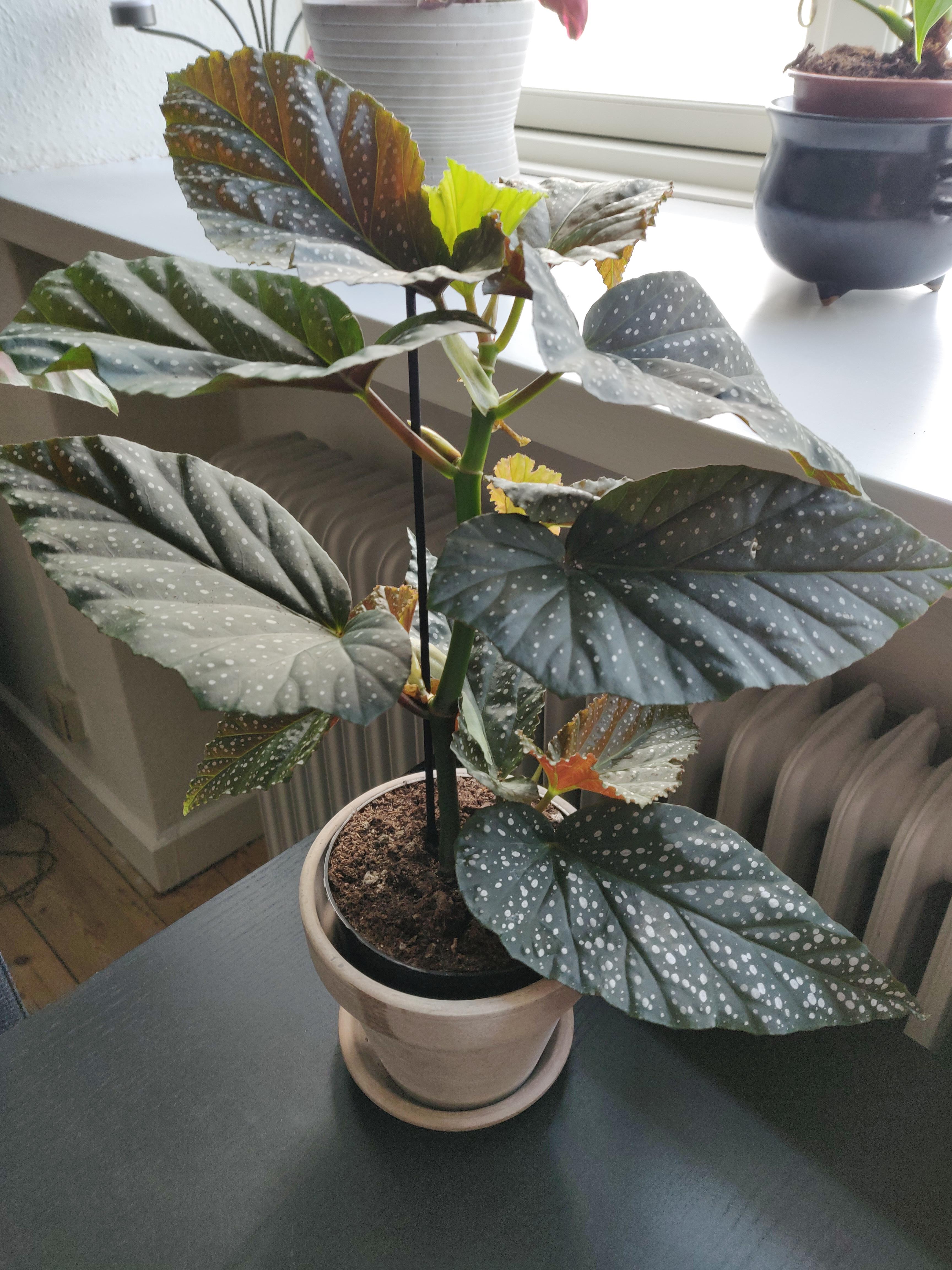 I swear, I didn't mean to buy another plant. But it was