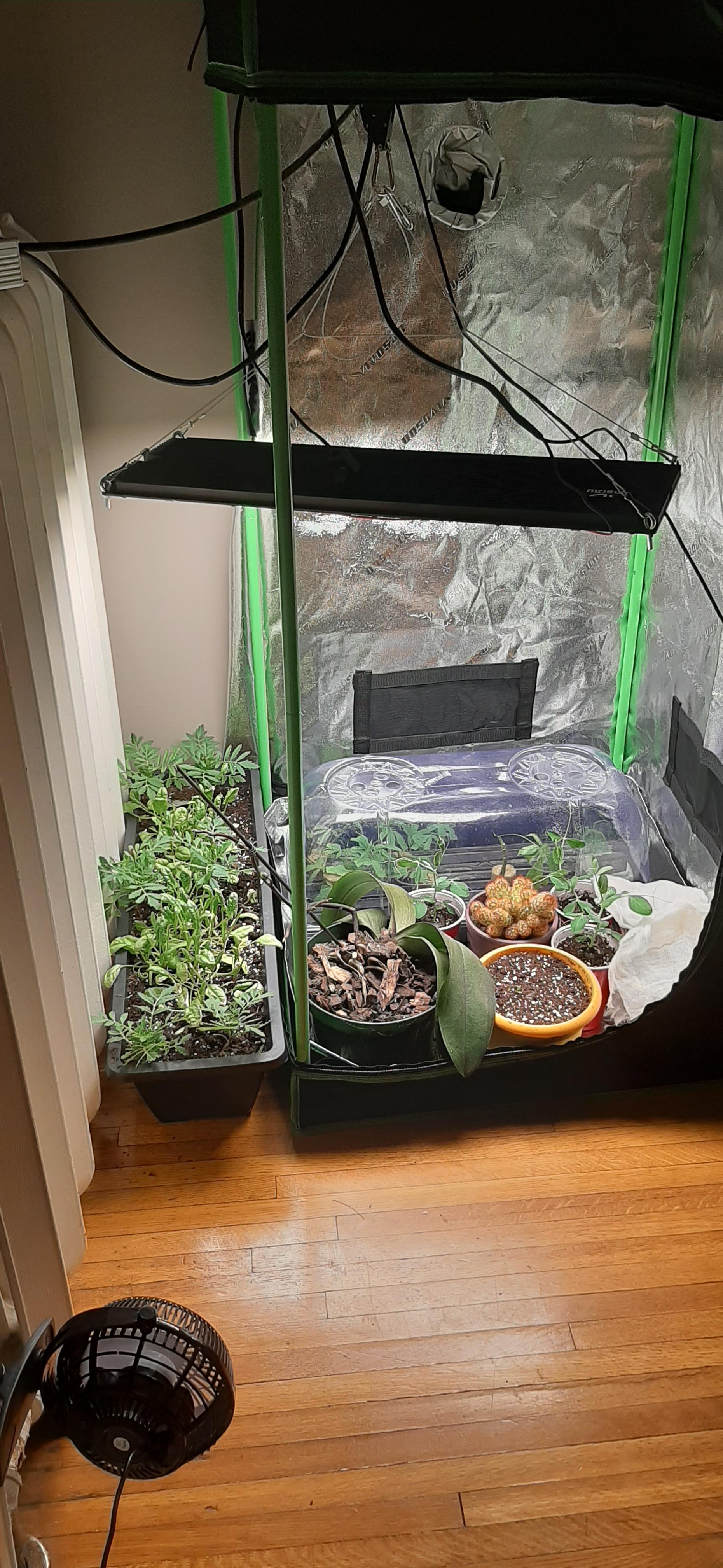 Best plants to grow under 24 hr light? r/gardening