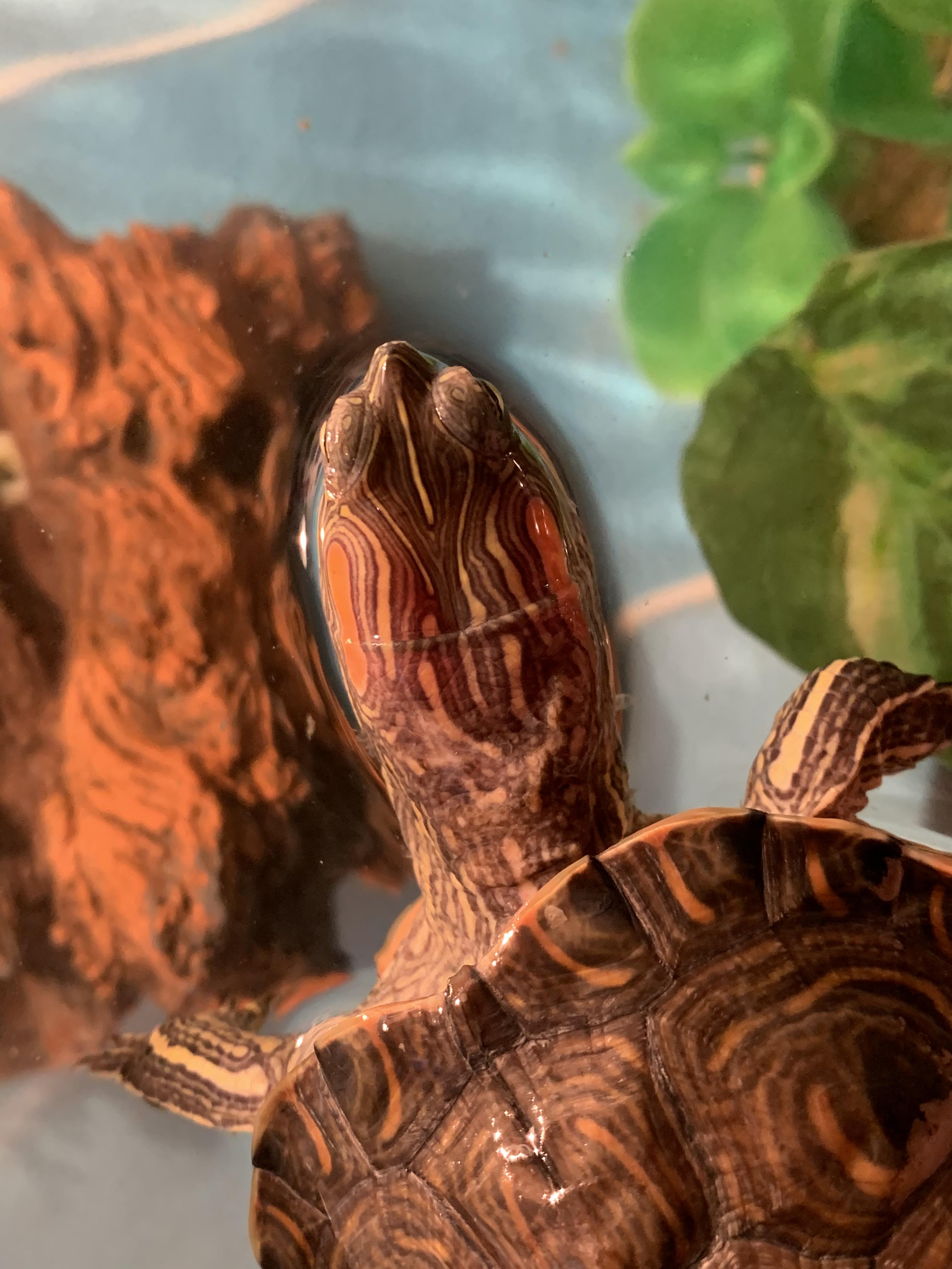 Recently one of my turtle’s neck skin has been losing color and peeling