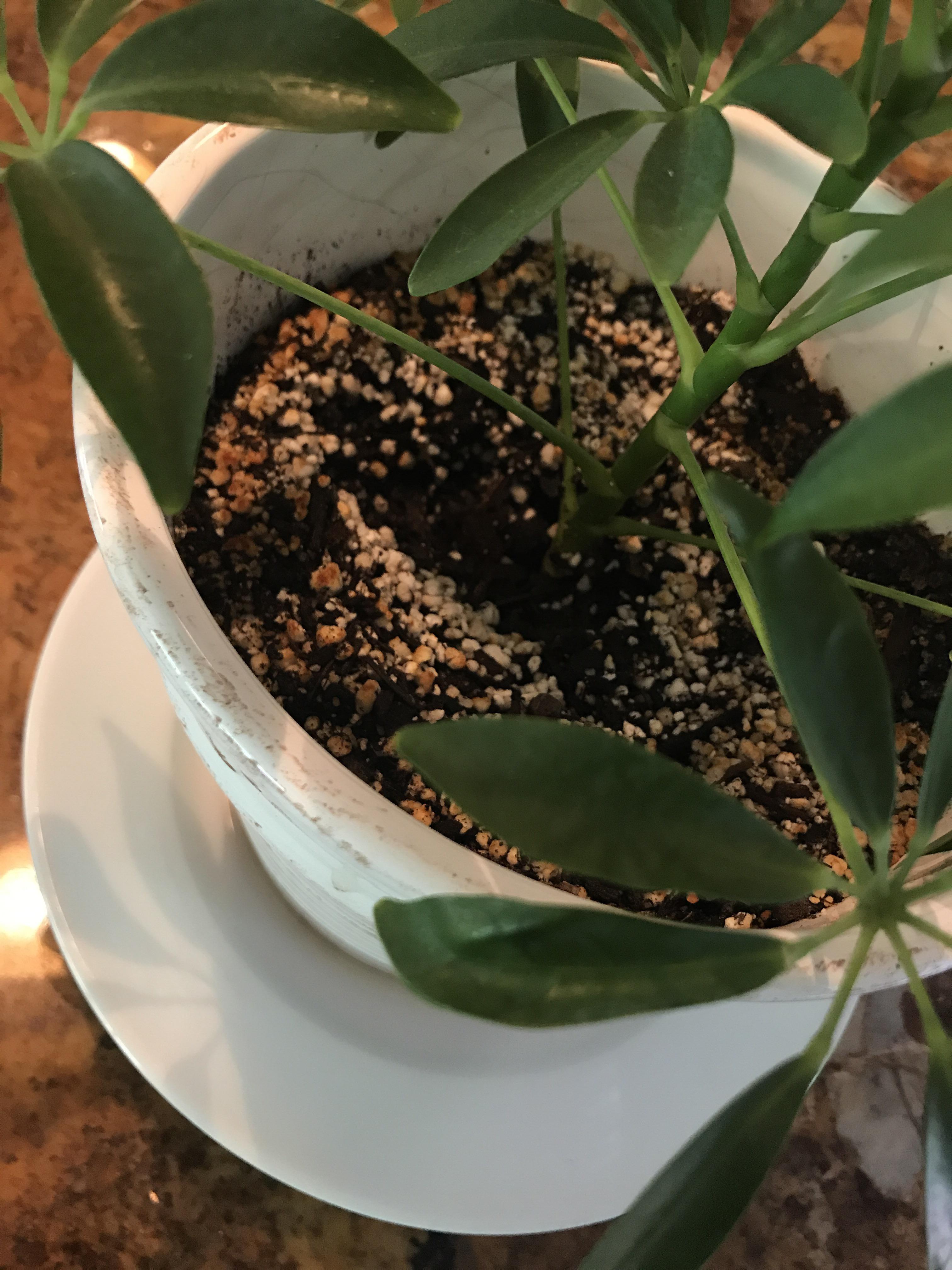 Why are the white pellets in my plant’s soil turning brown/orange? The water that runs through