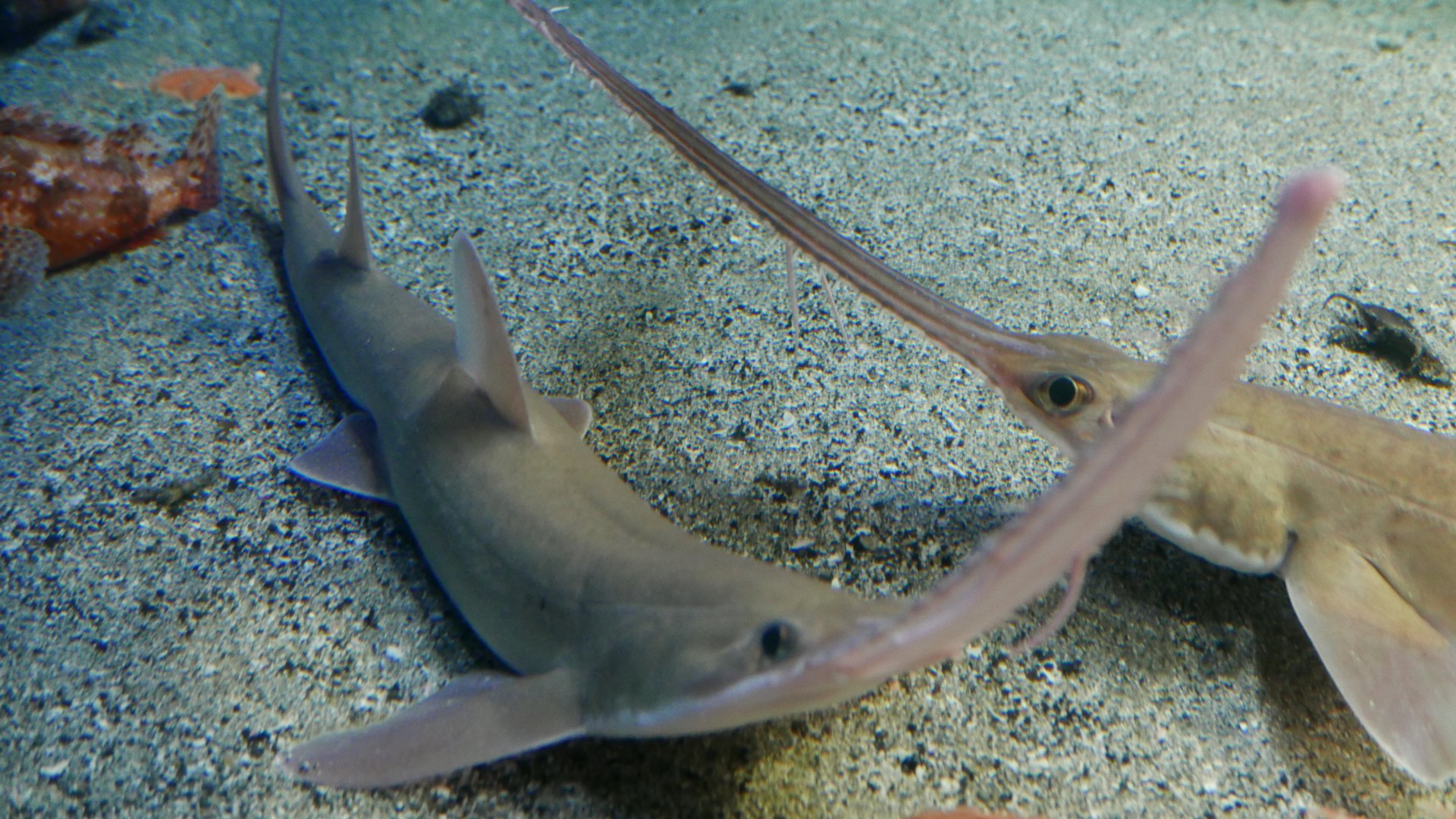 Common Sawshark