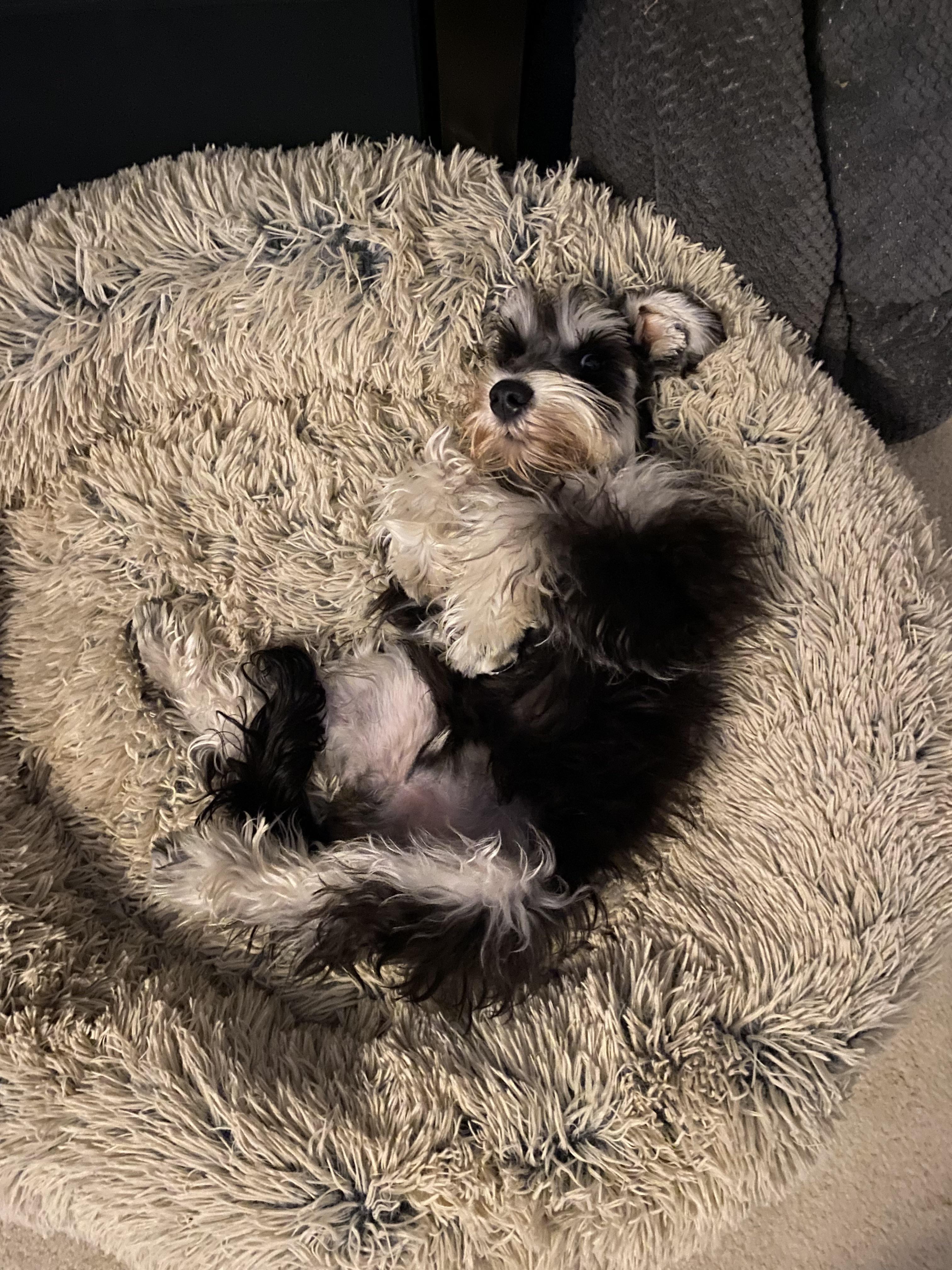 His favorite sleeping position r/schnauzers