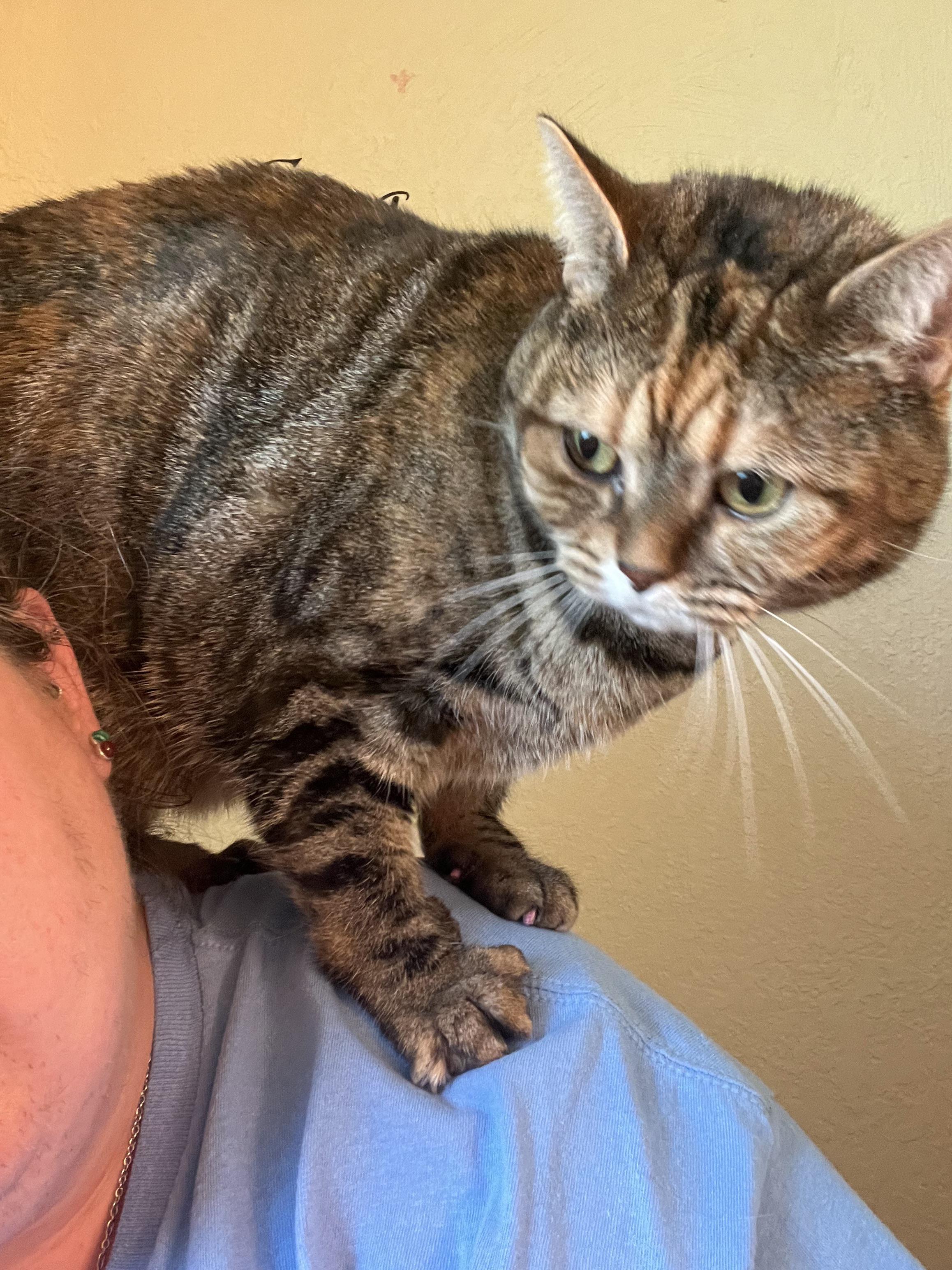 What does being owned by a cat look like for you? For me it’s being a