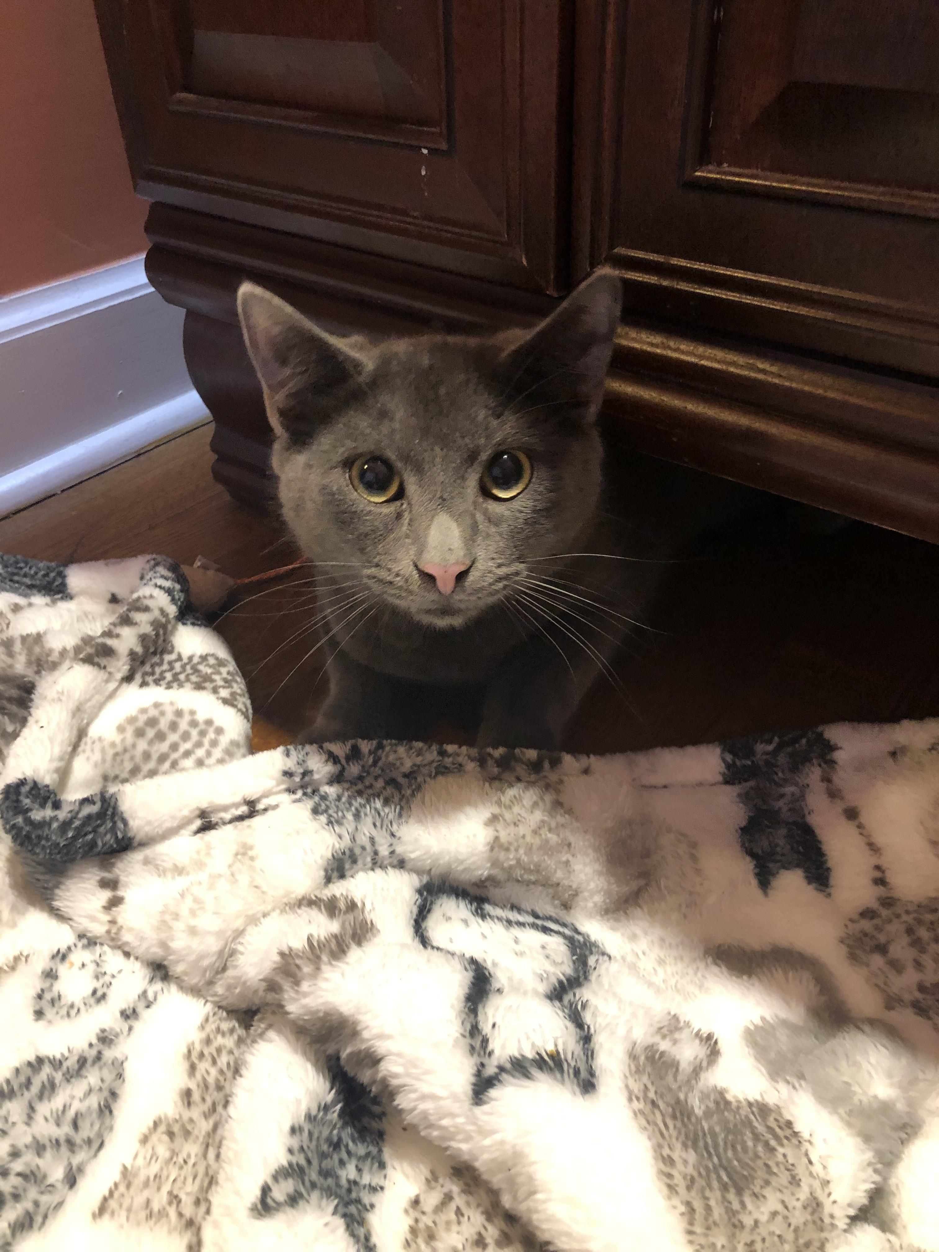 Name my cat r/NameThisThing