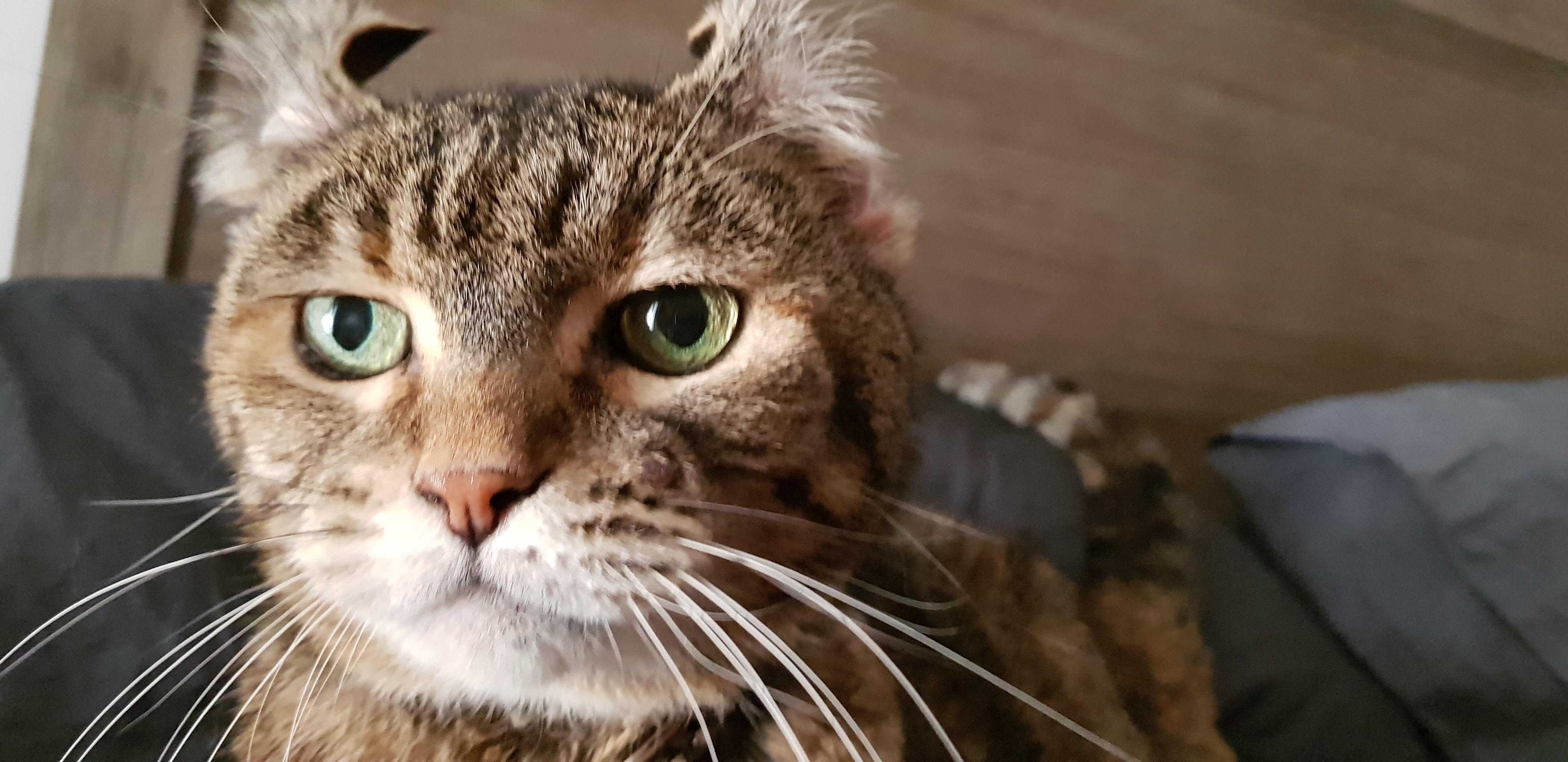 My cats face whenever I do this to her ears says it all