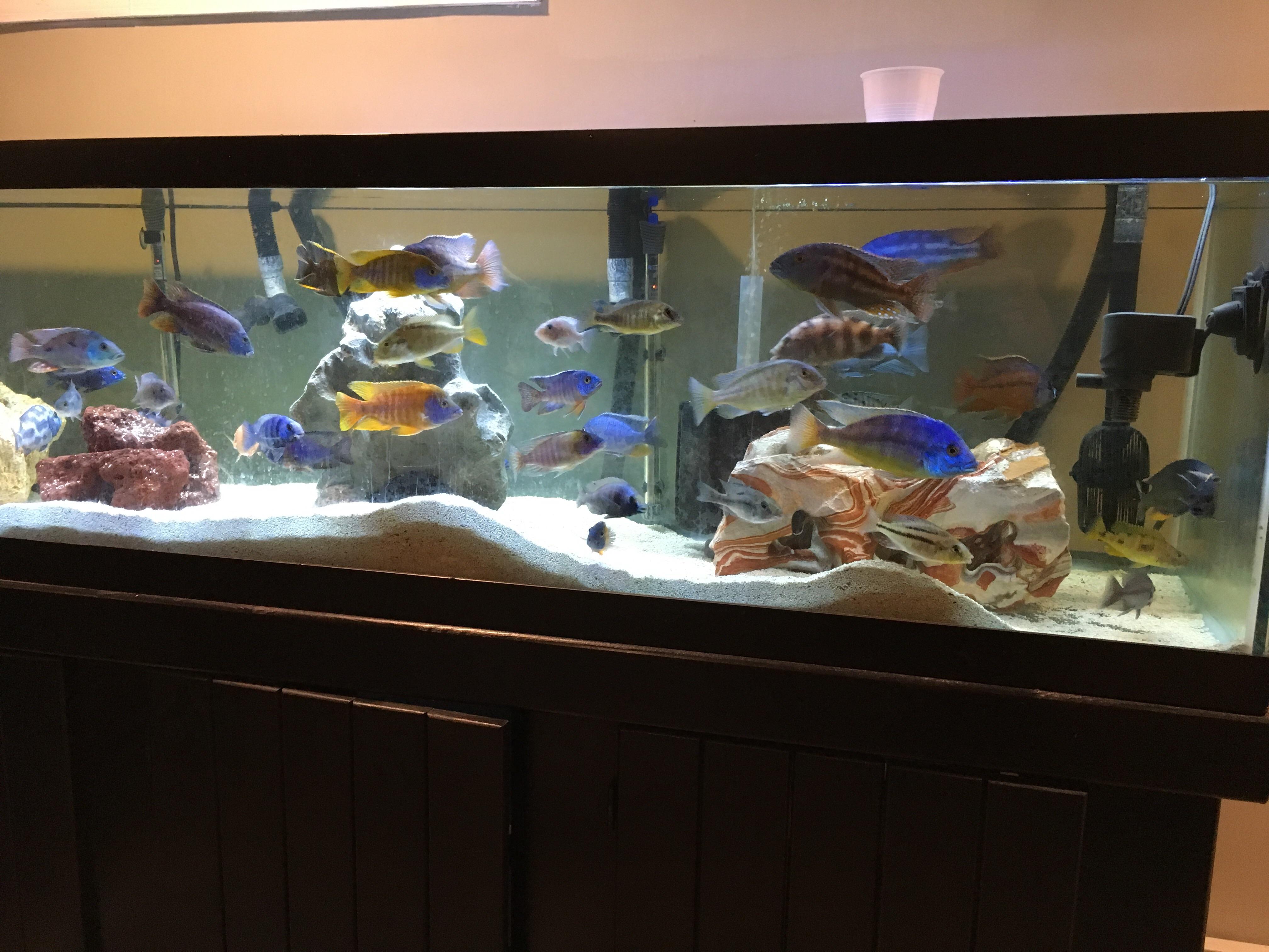 My male hap & peacock tank r/Cichlid