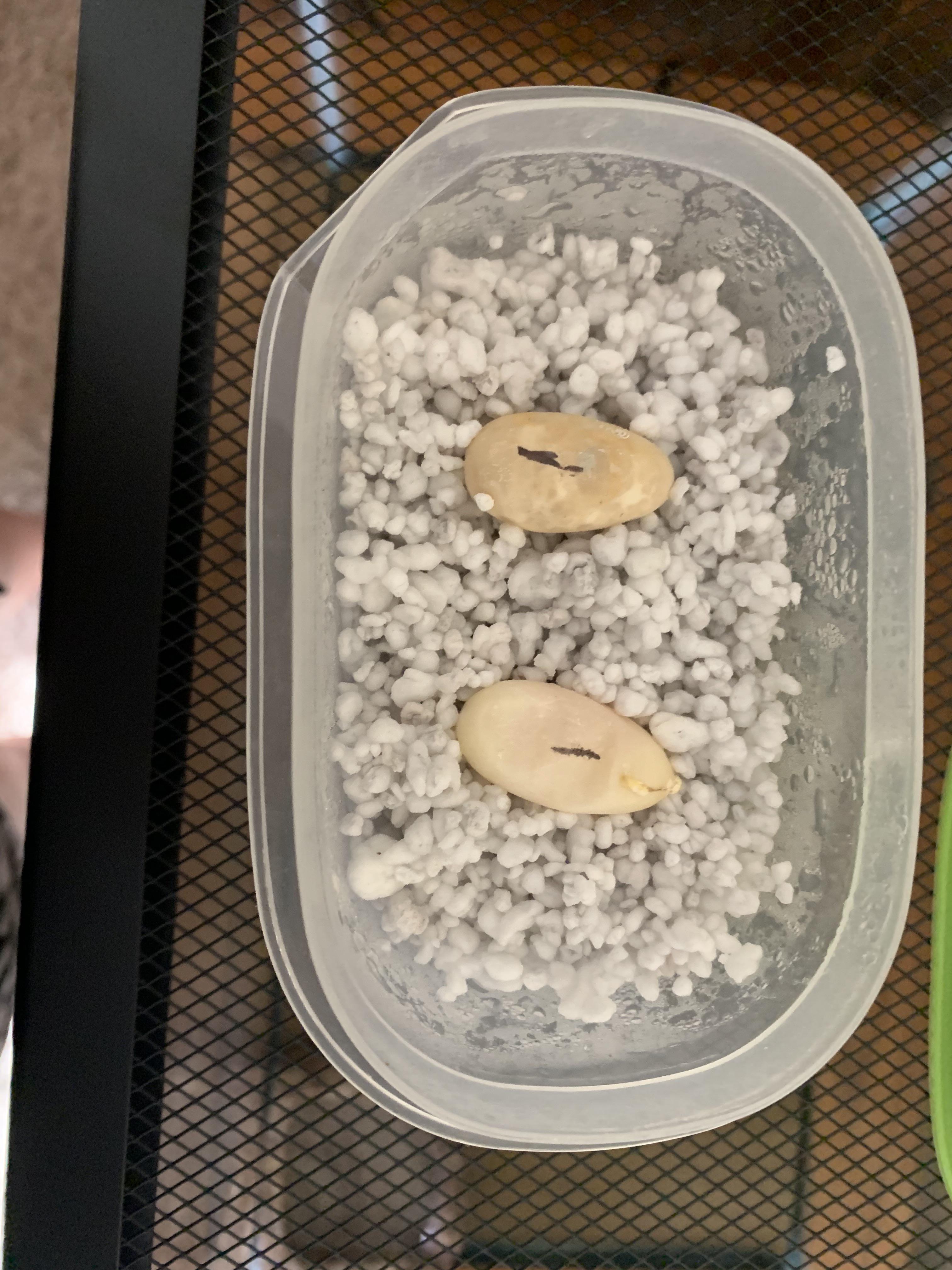 Are These Leopard Gecko eggs Fertilized? r/leopardgeckos