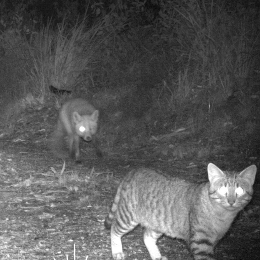 Invasive red fox and feral cat in the Oxley Wild Rivers National Park