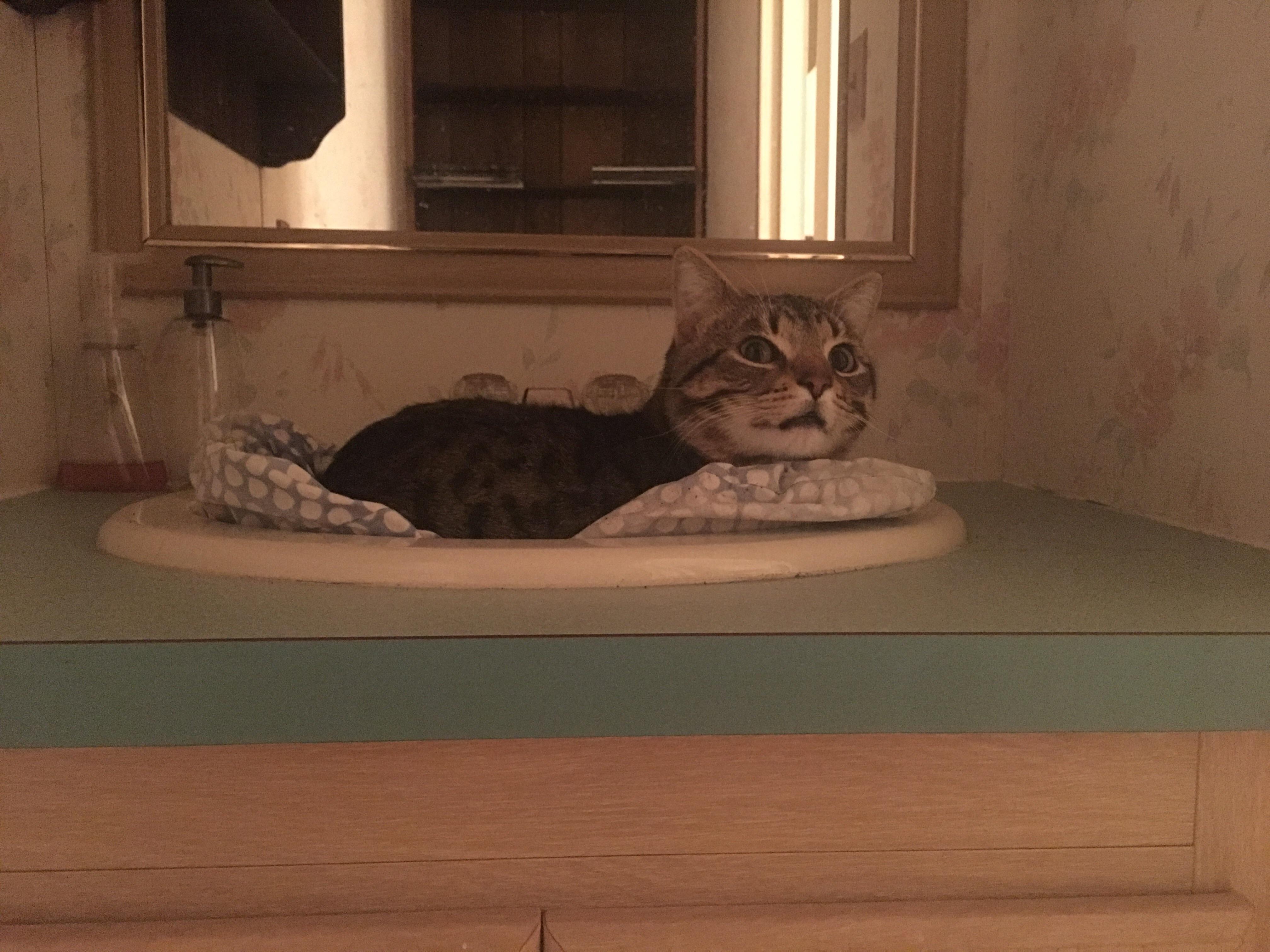 Took in a little feller the other day. He won’t leave the bathroom sink