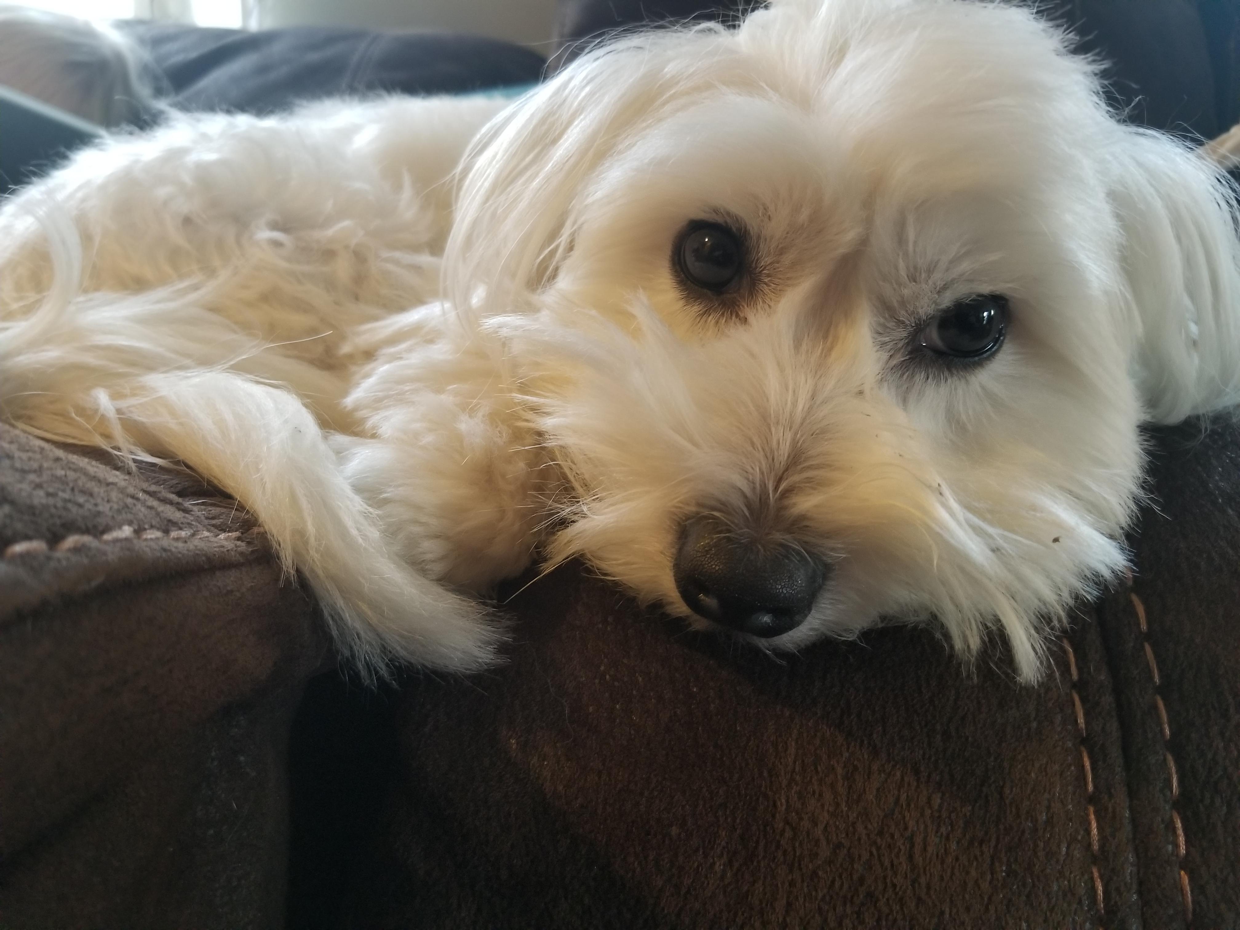 I was told she might be Havanese Bichon mix.. What do you