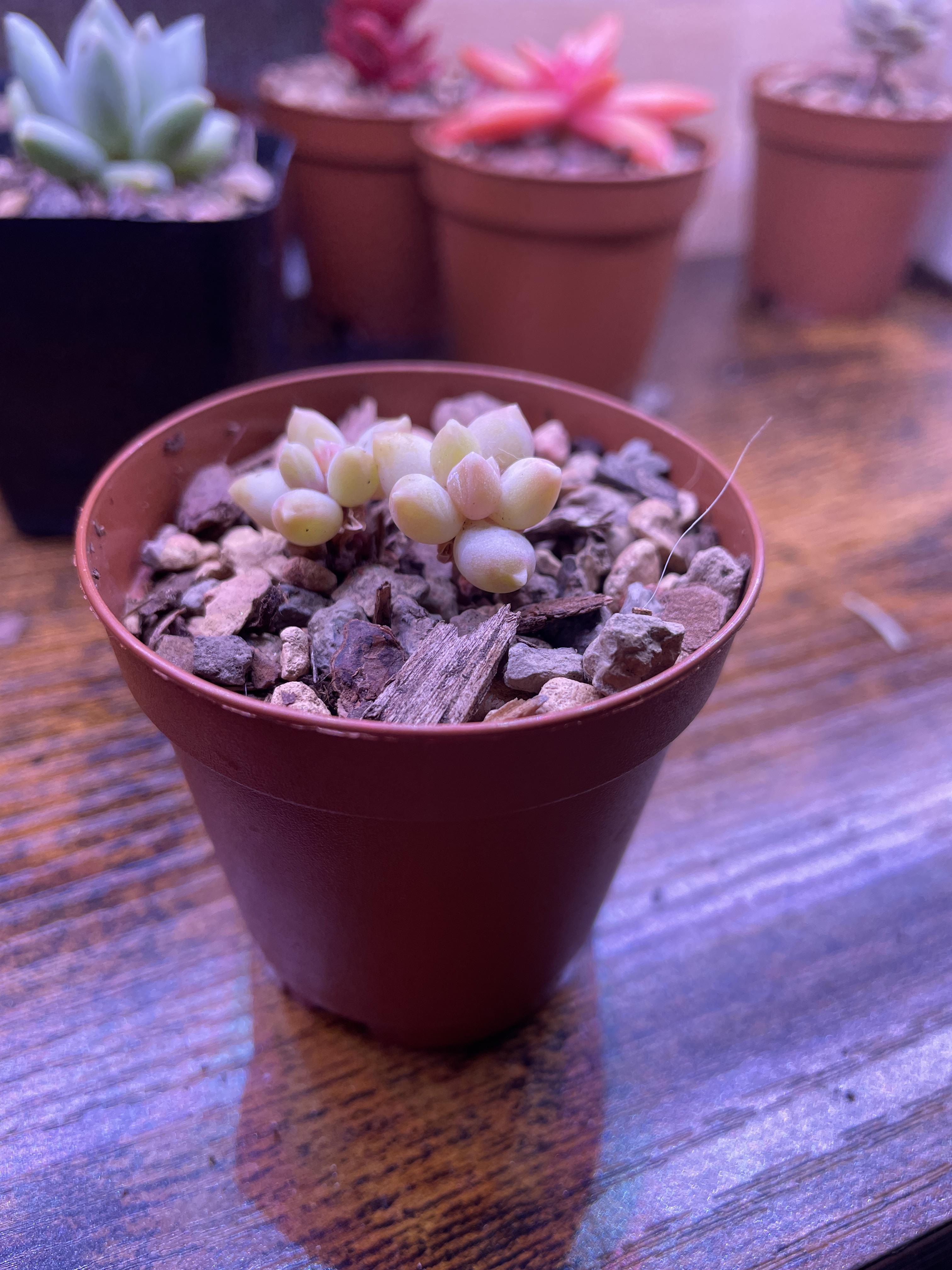 What’s up with this? Propagation that I put into a 2 inch pot and hasn’t grown past this in 2