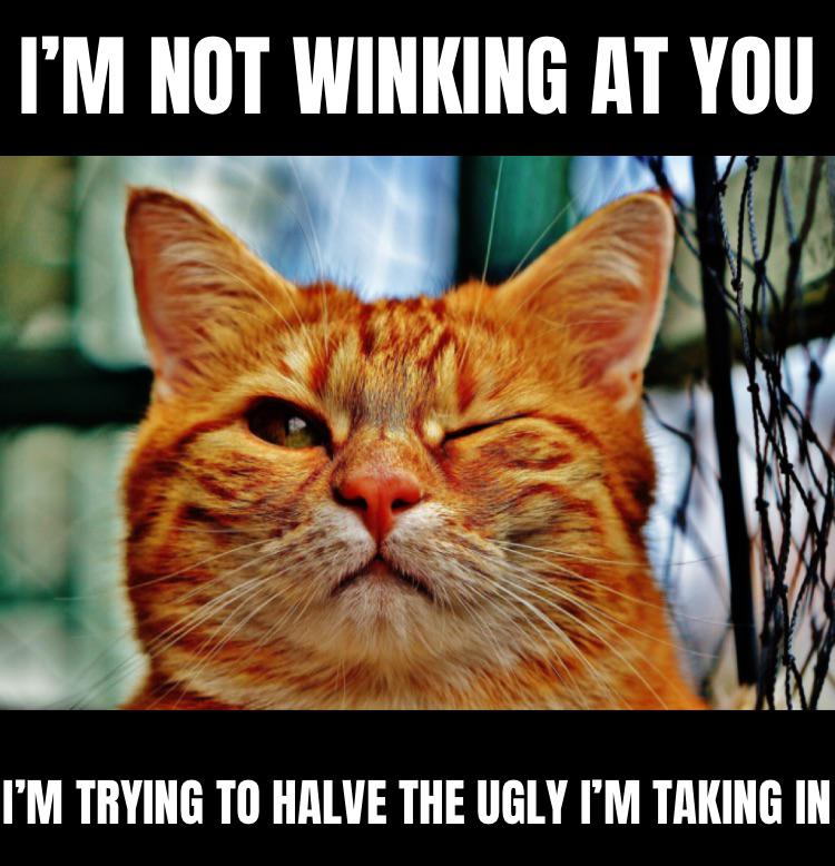 Ugly cat wink cleanmemes
