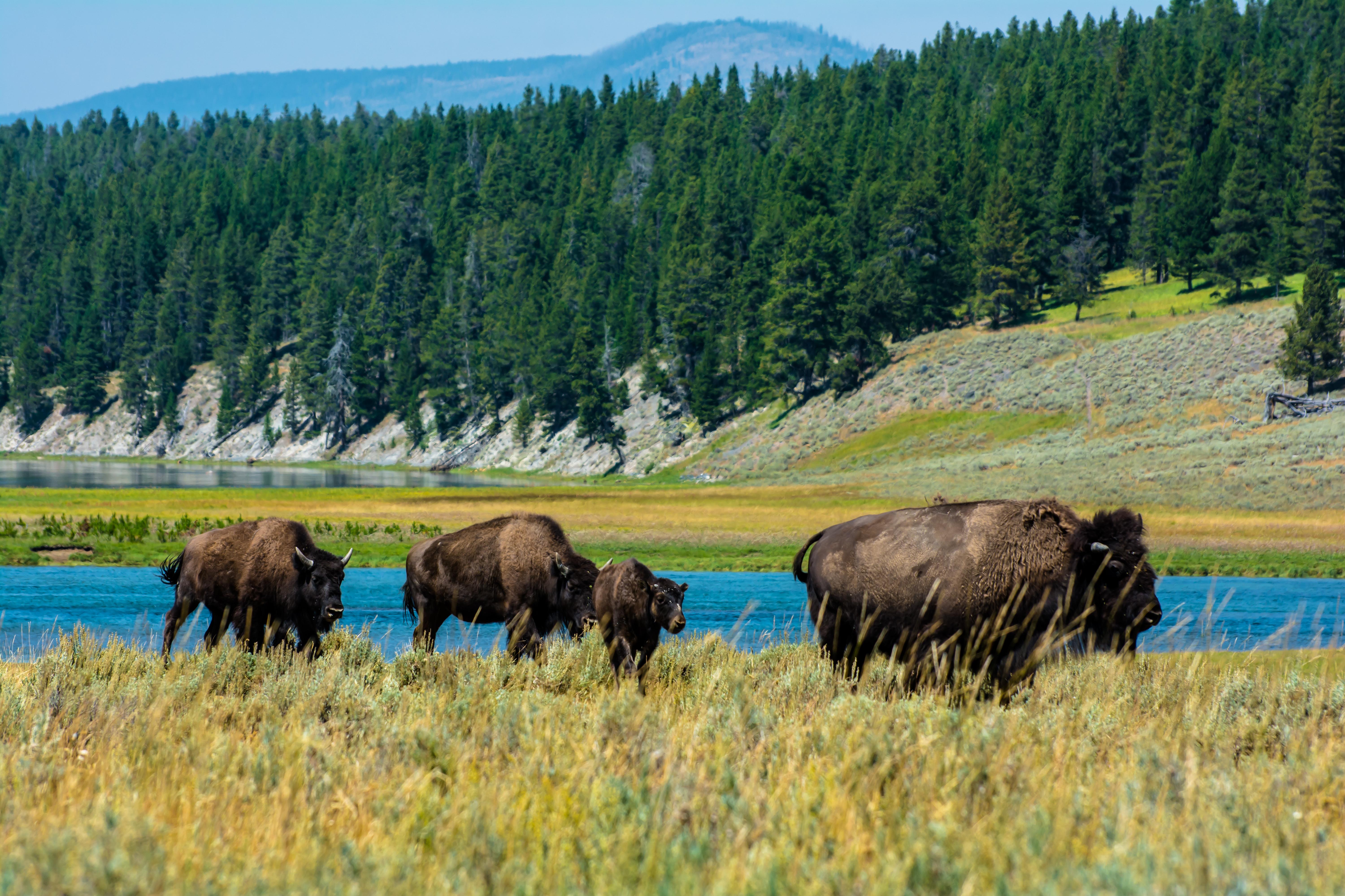 Bison on the Move, Yellowstone National Park, Wyoming [OC] [6000x4000