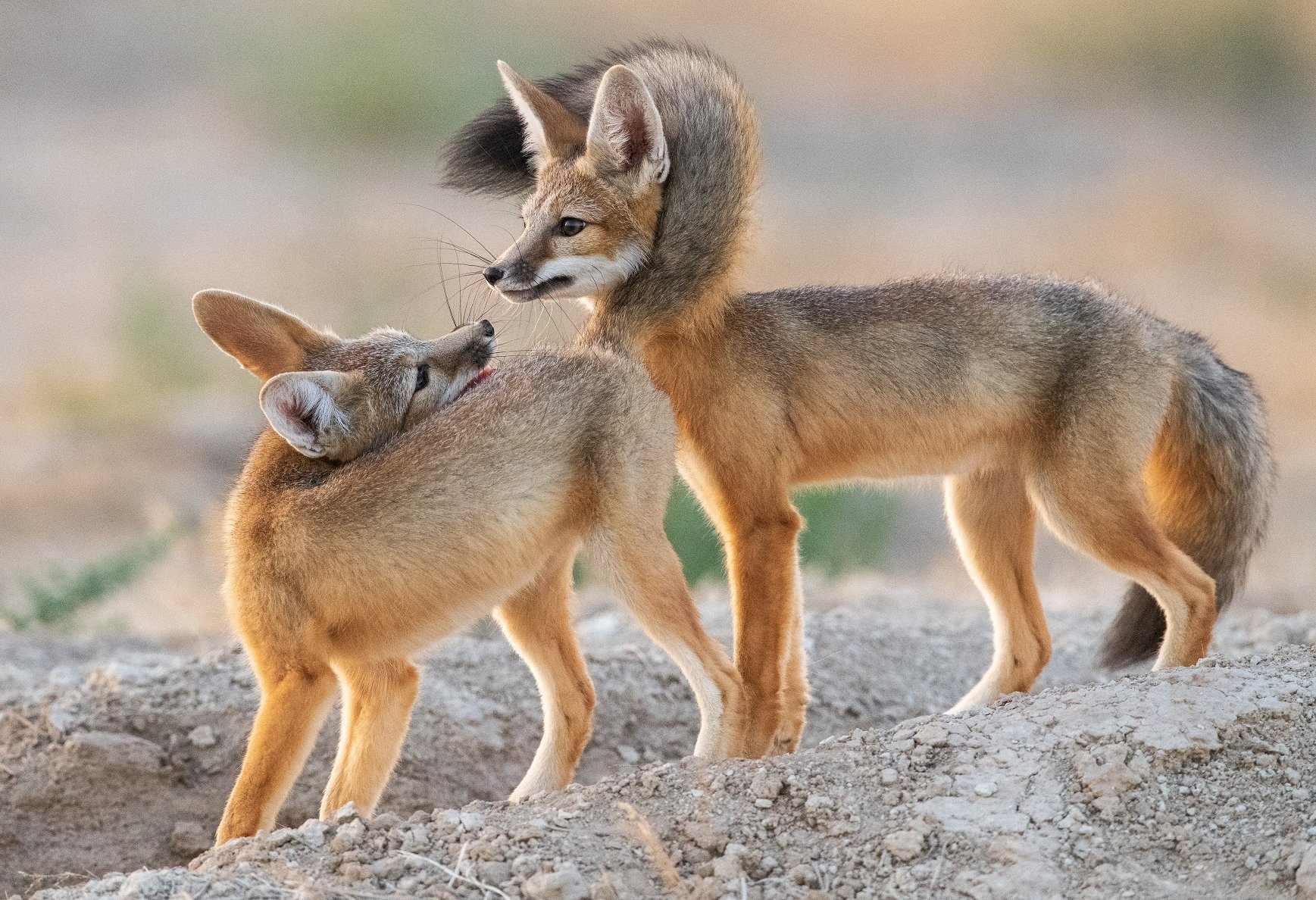 Kit Fox Fashion Tail Scarf r/foxes
