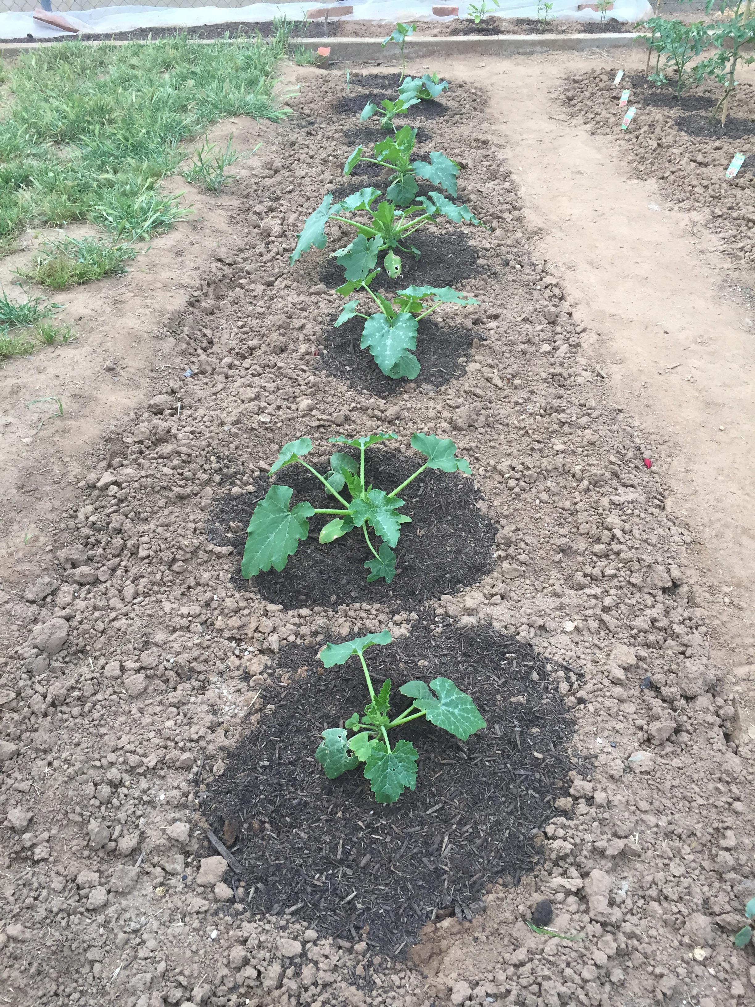Zucchini is starting to grow out 😊 r/gardening