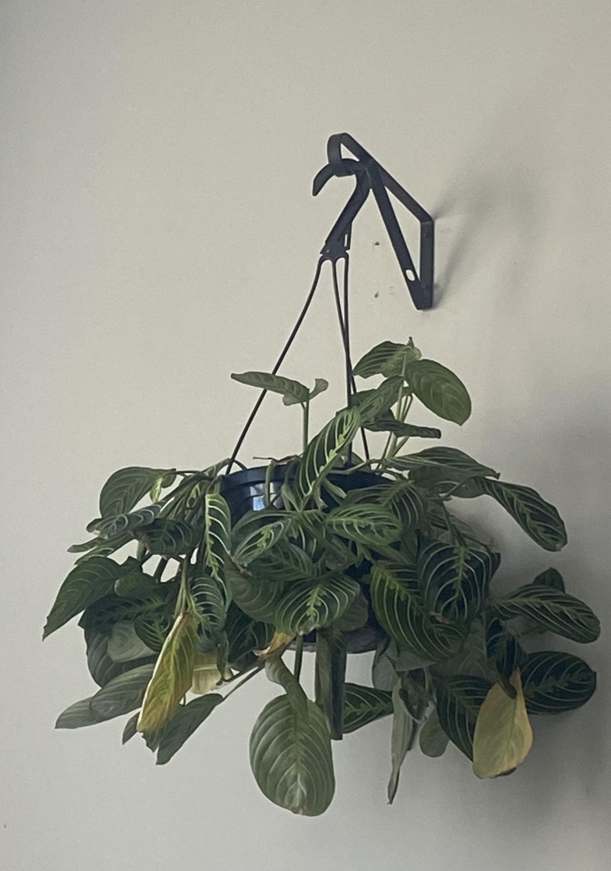 Why is my prayer plant turning yellow?? It’s lost a lot of leaves since winter started. It seems