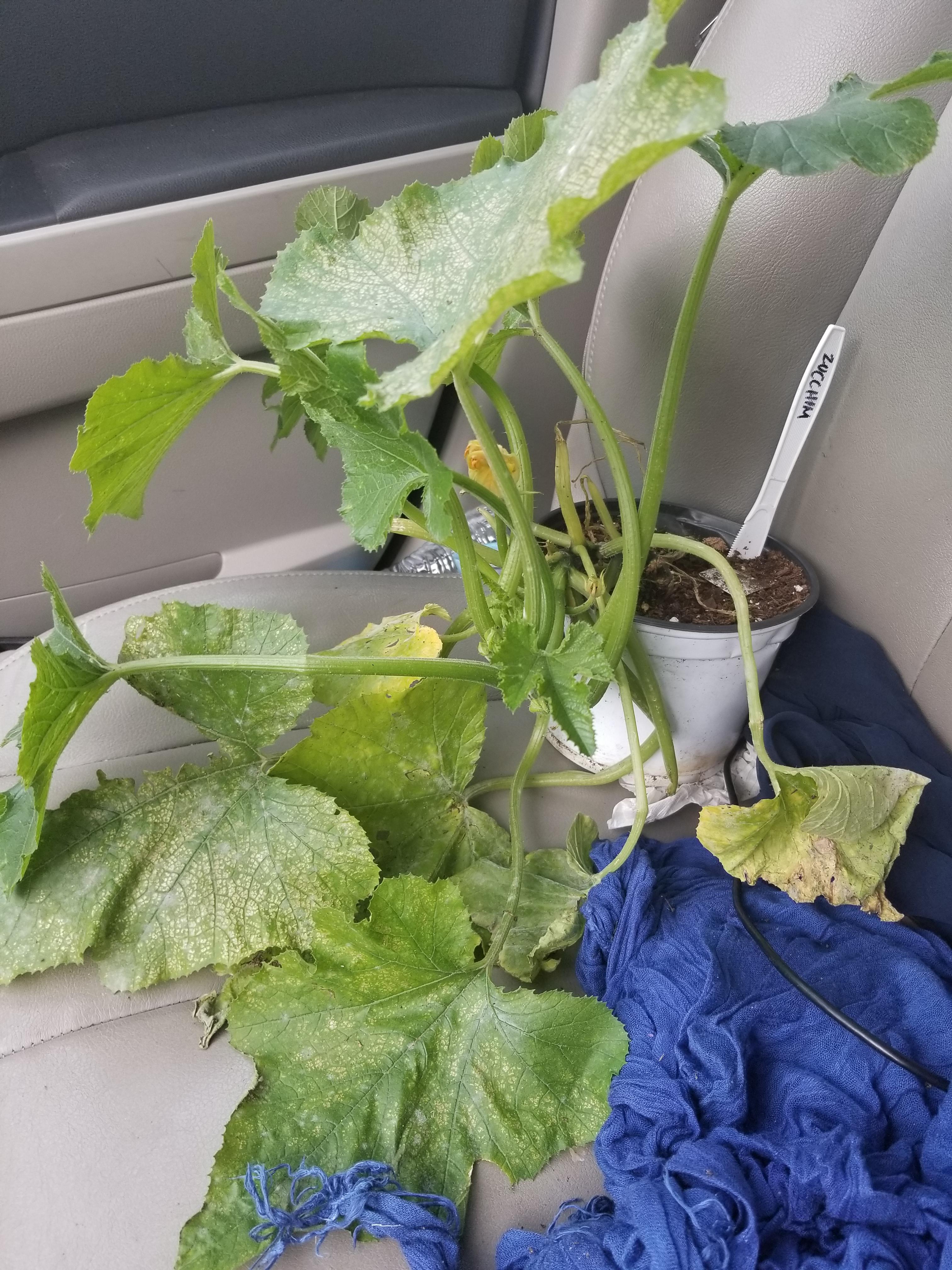 Was gifted a sick zucchini plant today. Should I quarantine it? r
