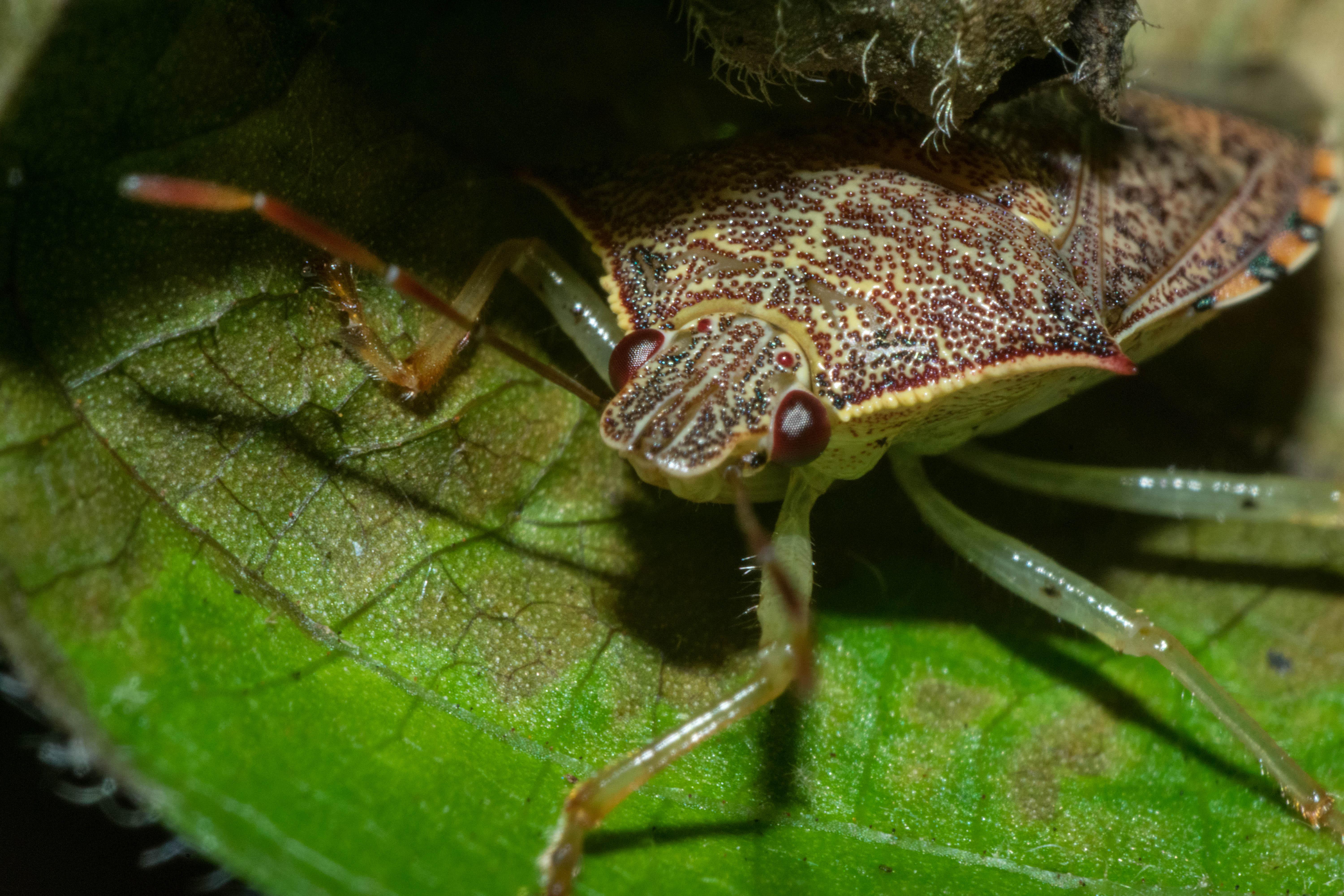 Cutest stink bug you'll ever see. Its a stink bug right? [Ohio, USA