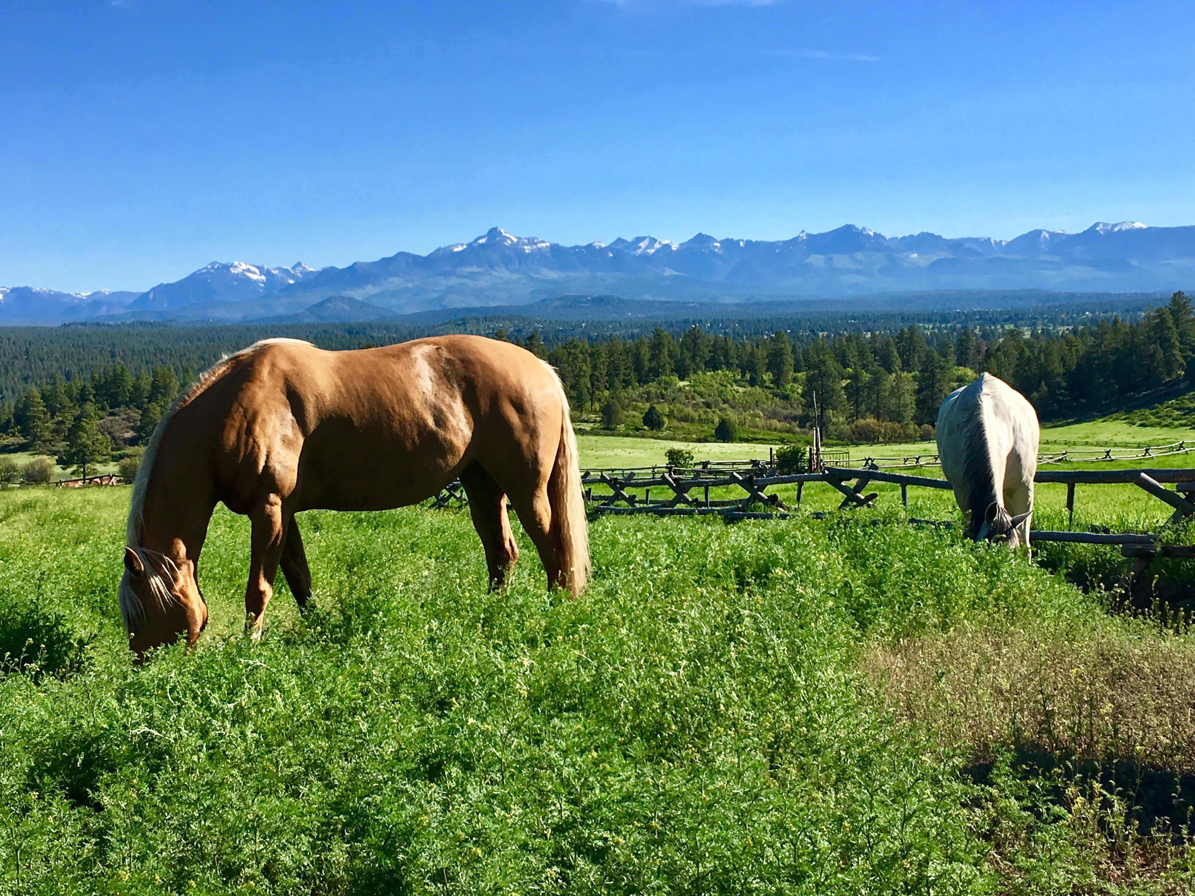 Pagosa Springs Colorado r/Horses