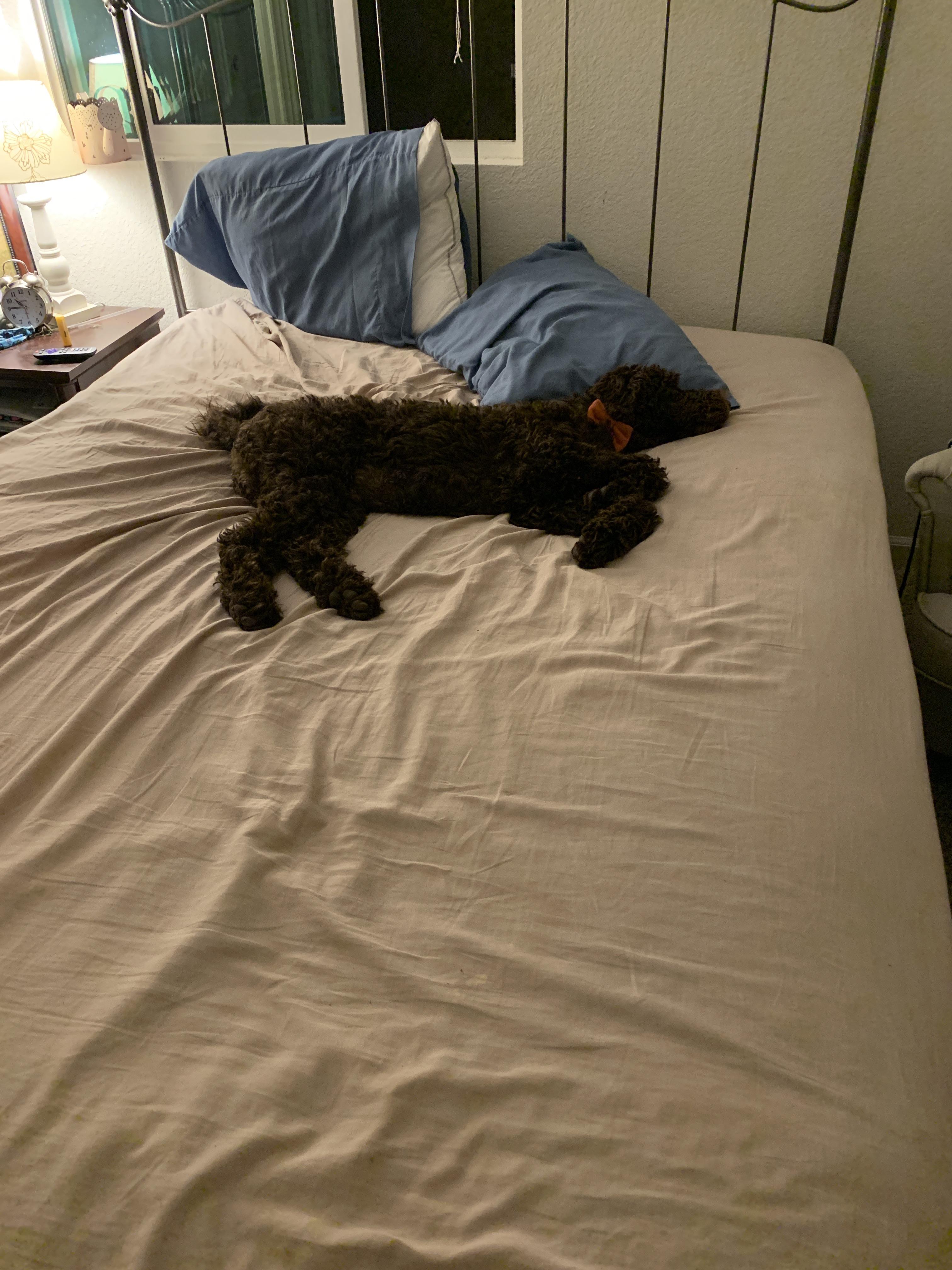 I was looking for my dog because he wasn’t in the living room like