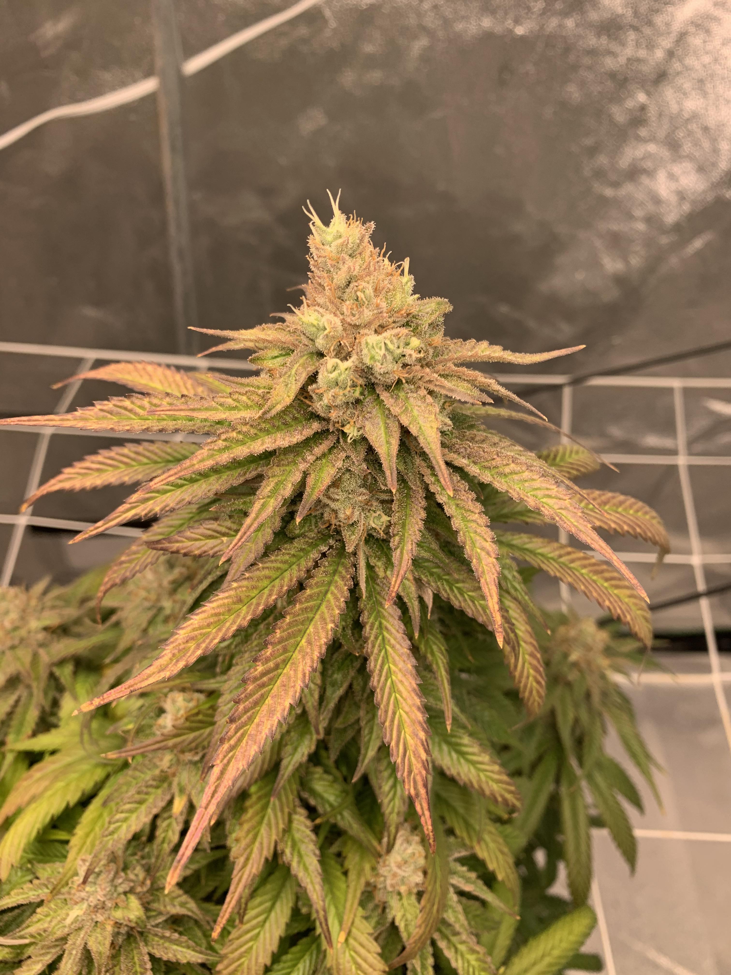 Zkittlez Glue by Canuk seeds. Day 51 of flower. 2 weeks to go at best