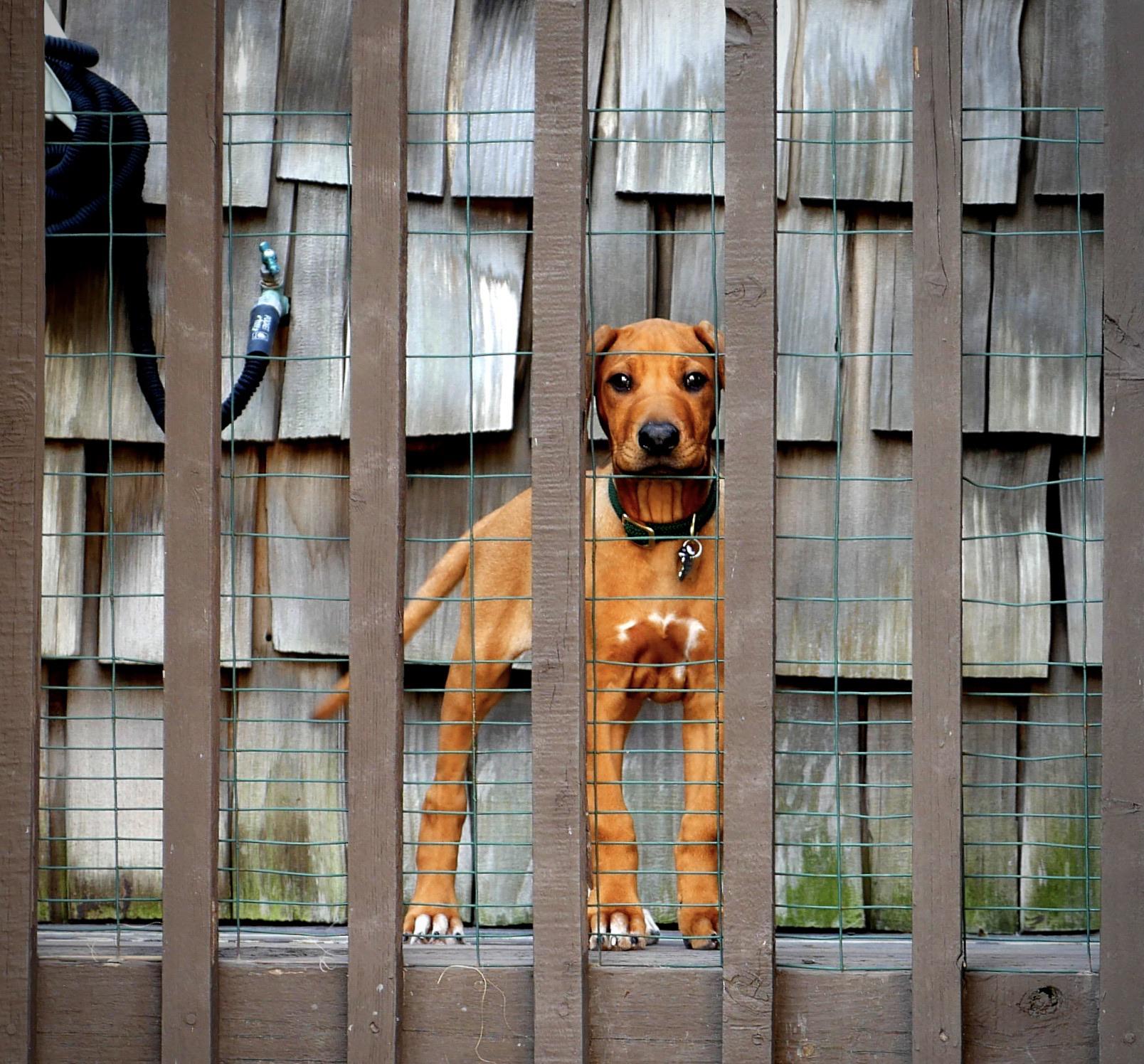 This good dog looked like she wanted to play r/pics