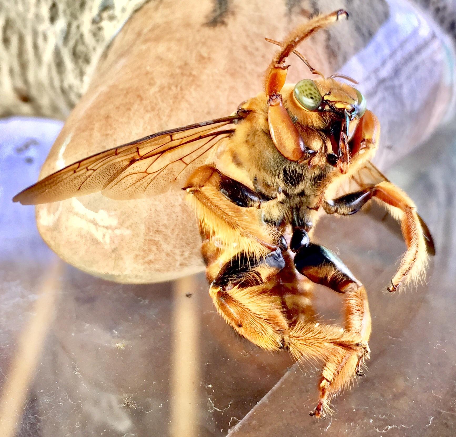 To infinity and beyond ! Mangangaba Brazilian bee r/bees
