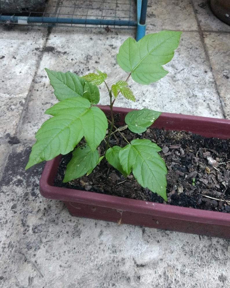 [Australia Victoria] Plant germinated in outdoor pot r/whatsthisplant
