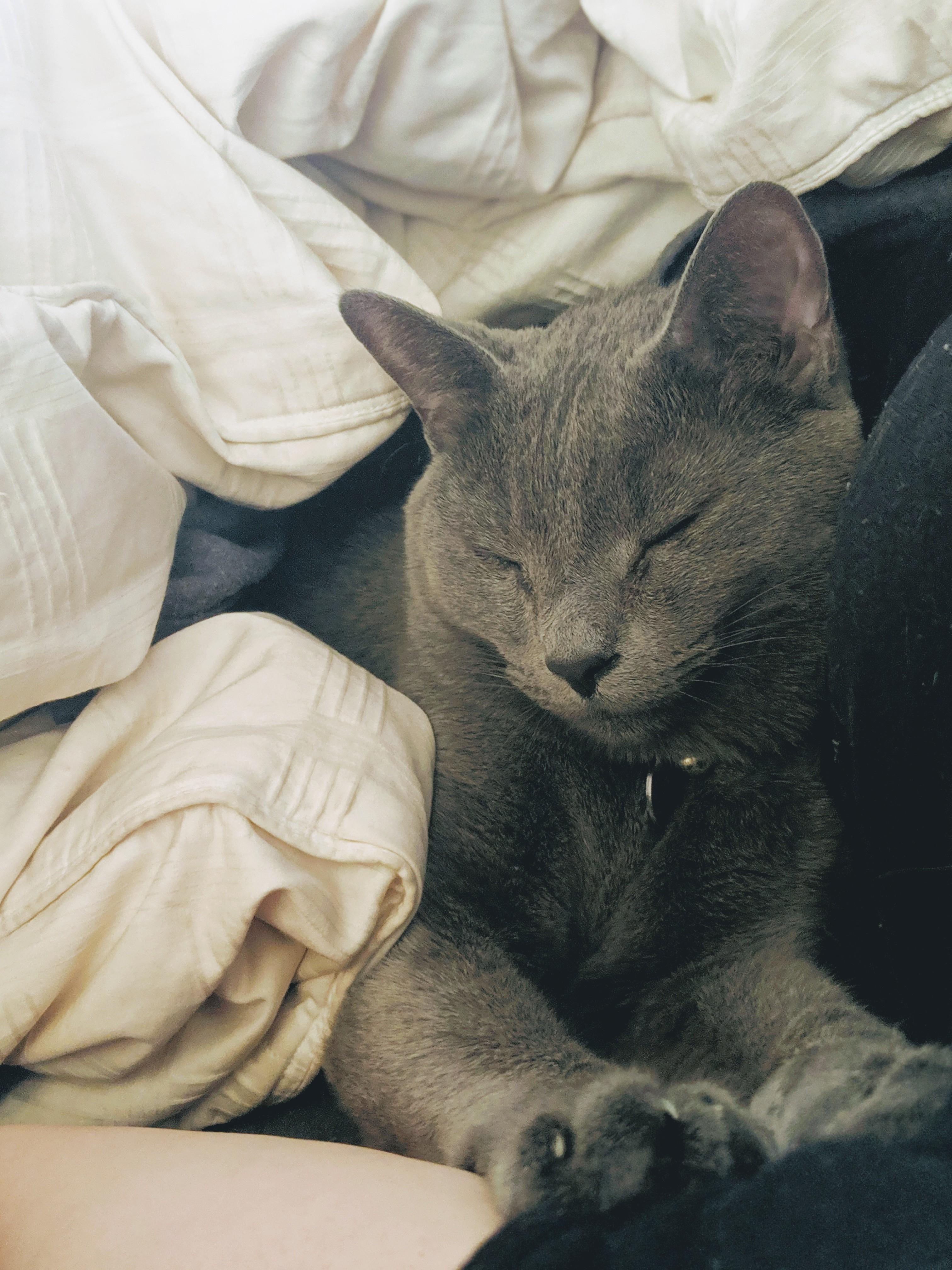 Pippin burrows under the covers, turns around and tucks himself in