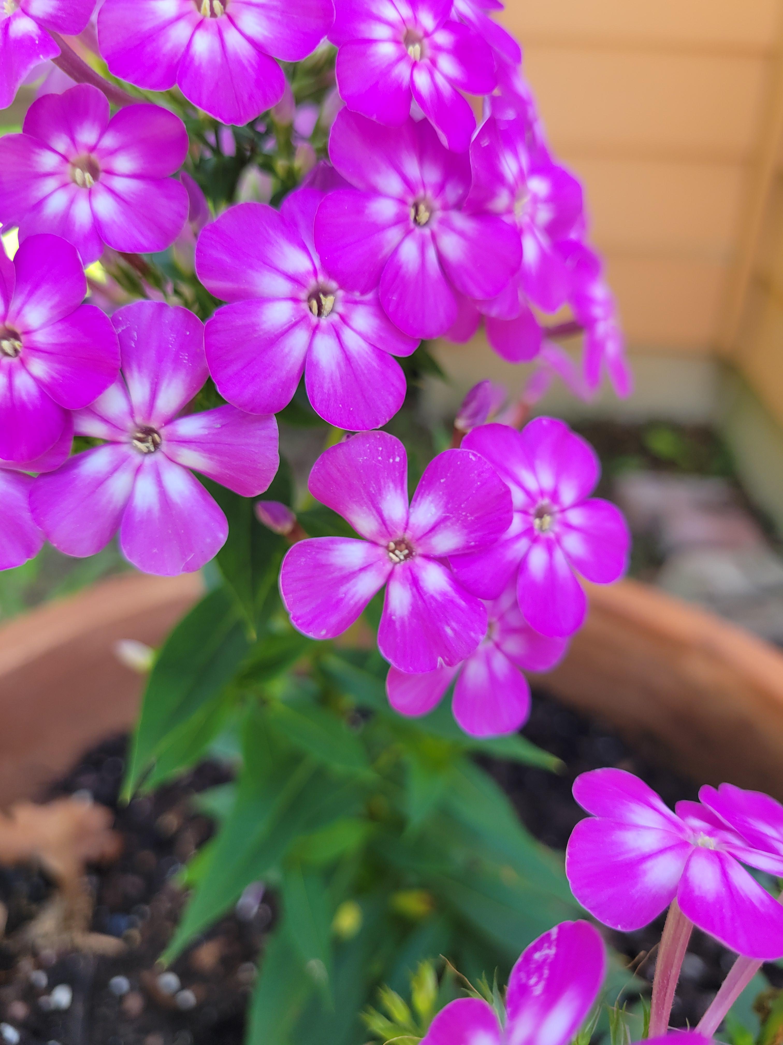 Four petaled flower on my phlox plant r/gardening