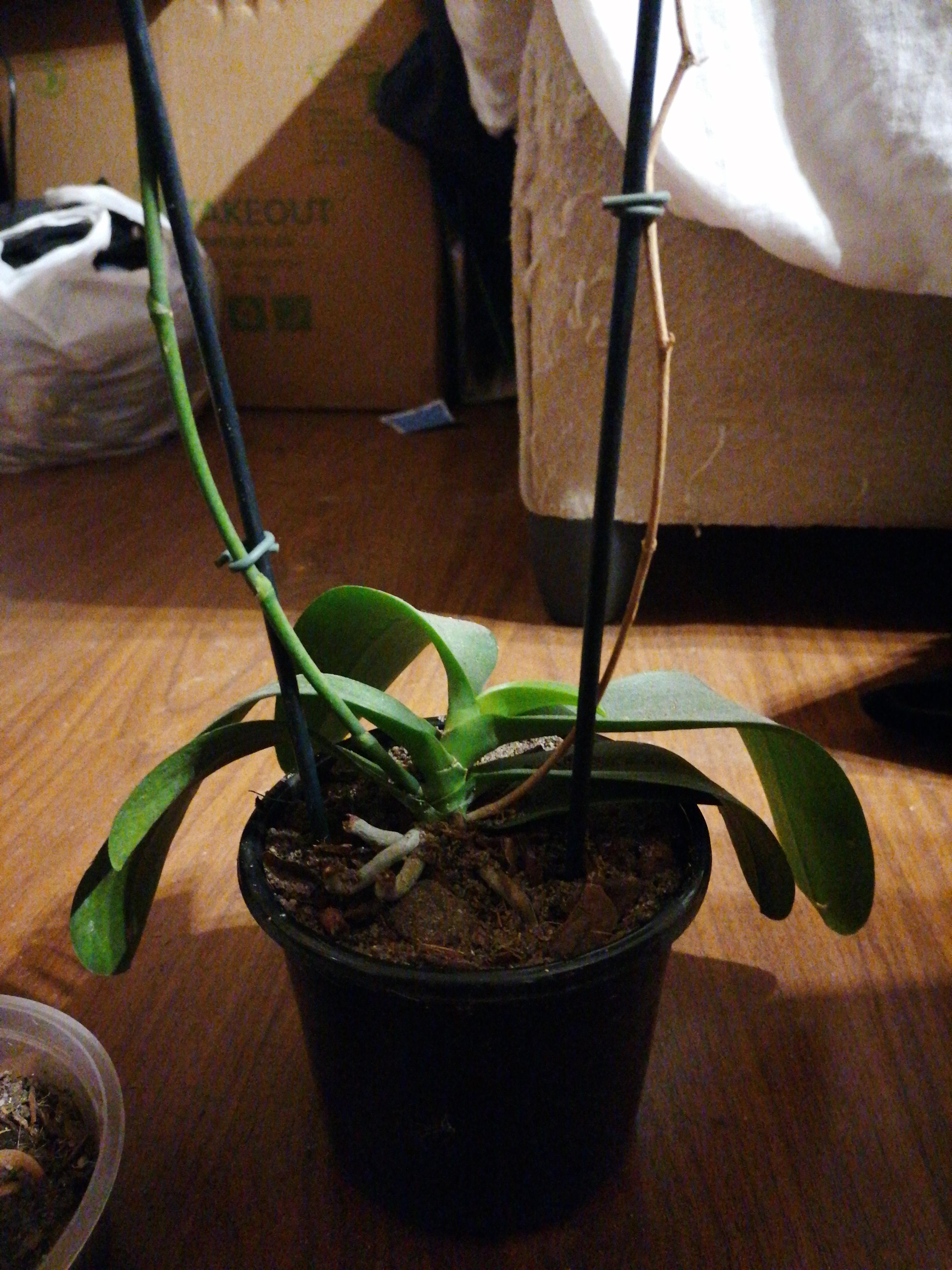Repotted my mom's orchid, cause it was outgrowing it's pot. Any tips