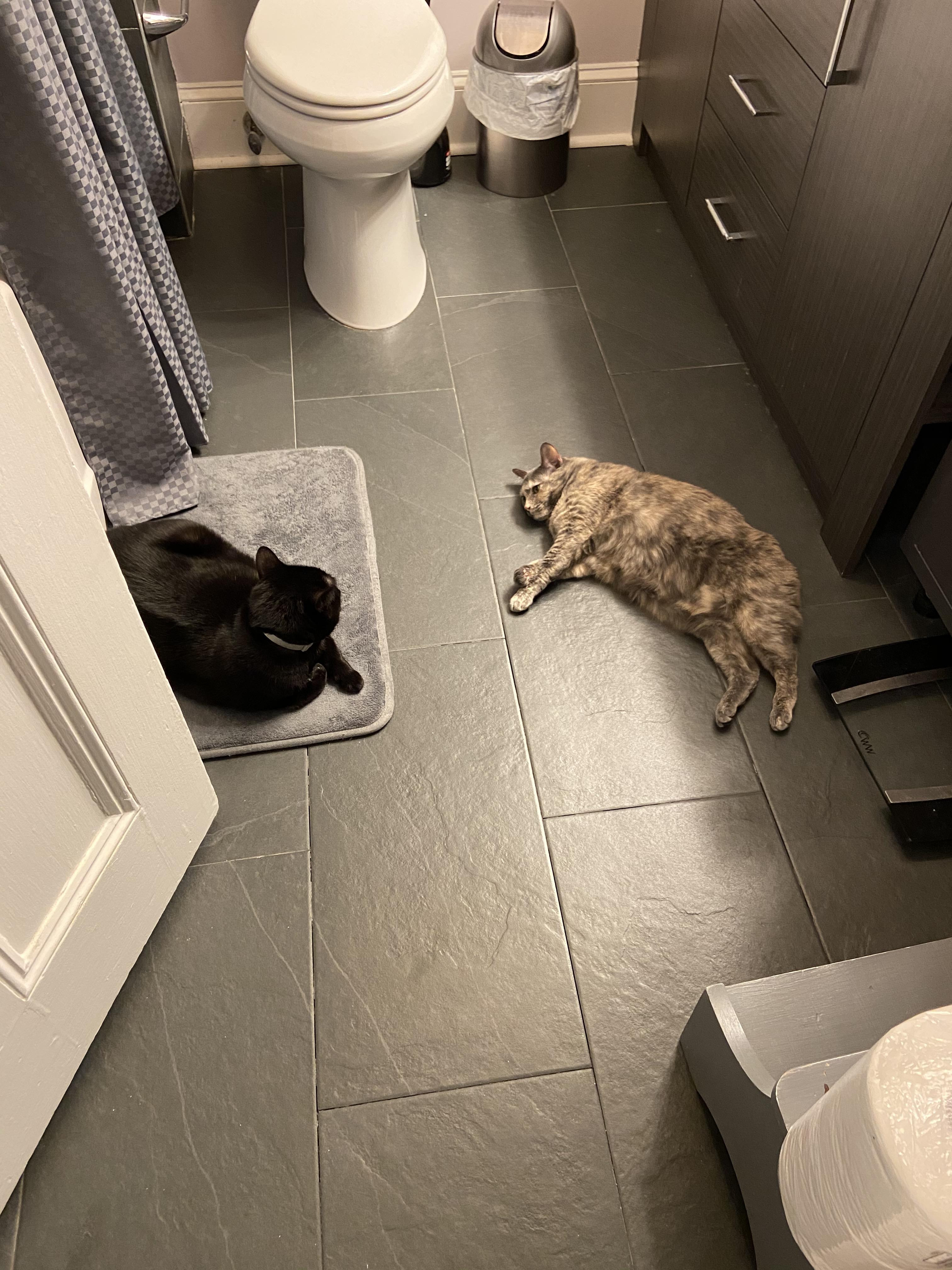 my cats like the heated floors almost as much as i do r/cats