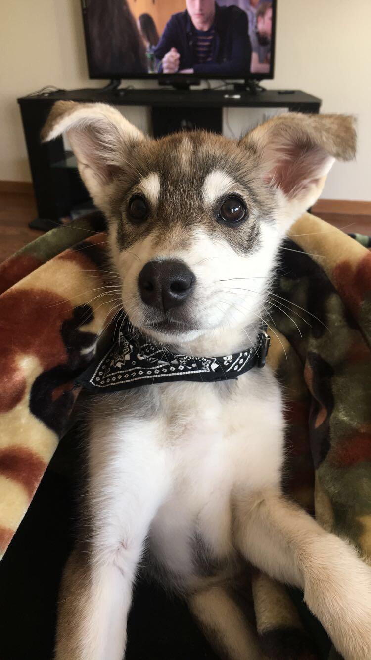 My 4 month old husky mix urinates when excited or scared, what do I do