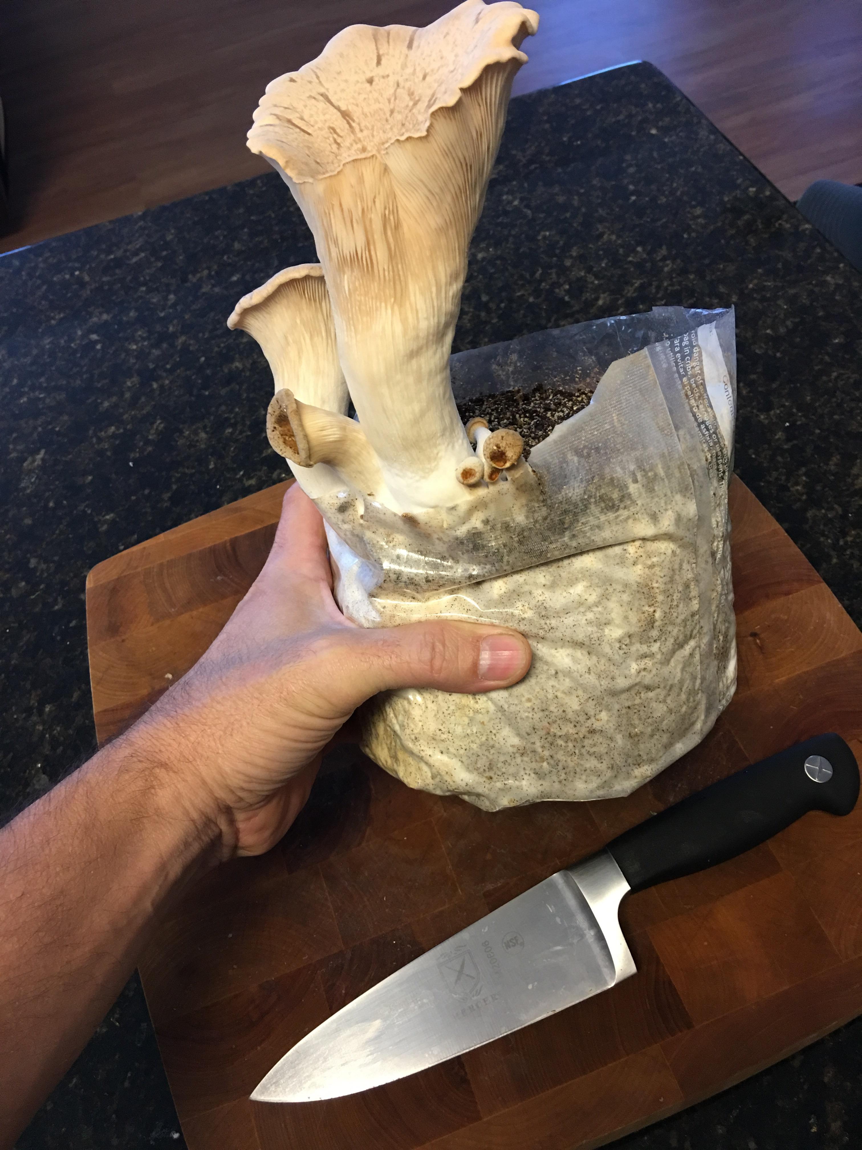 [general] Kings on hardwood sawdust. r/MushroomGrowers