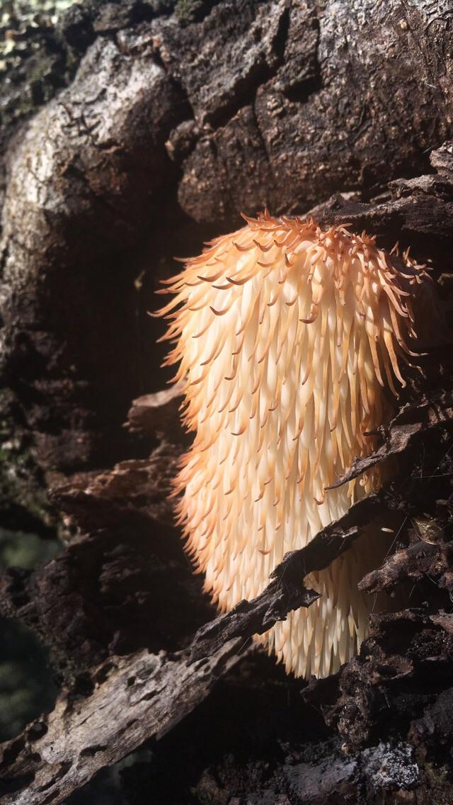 Northern California fungi found in a tree ID? r/mycology