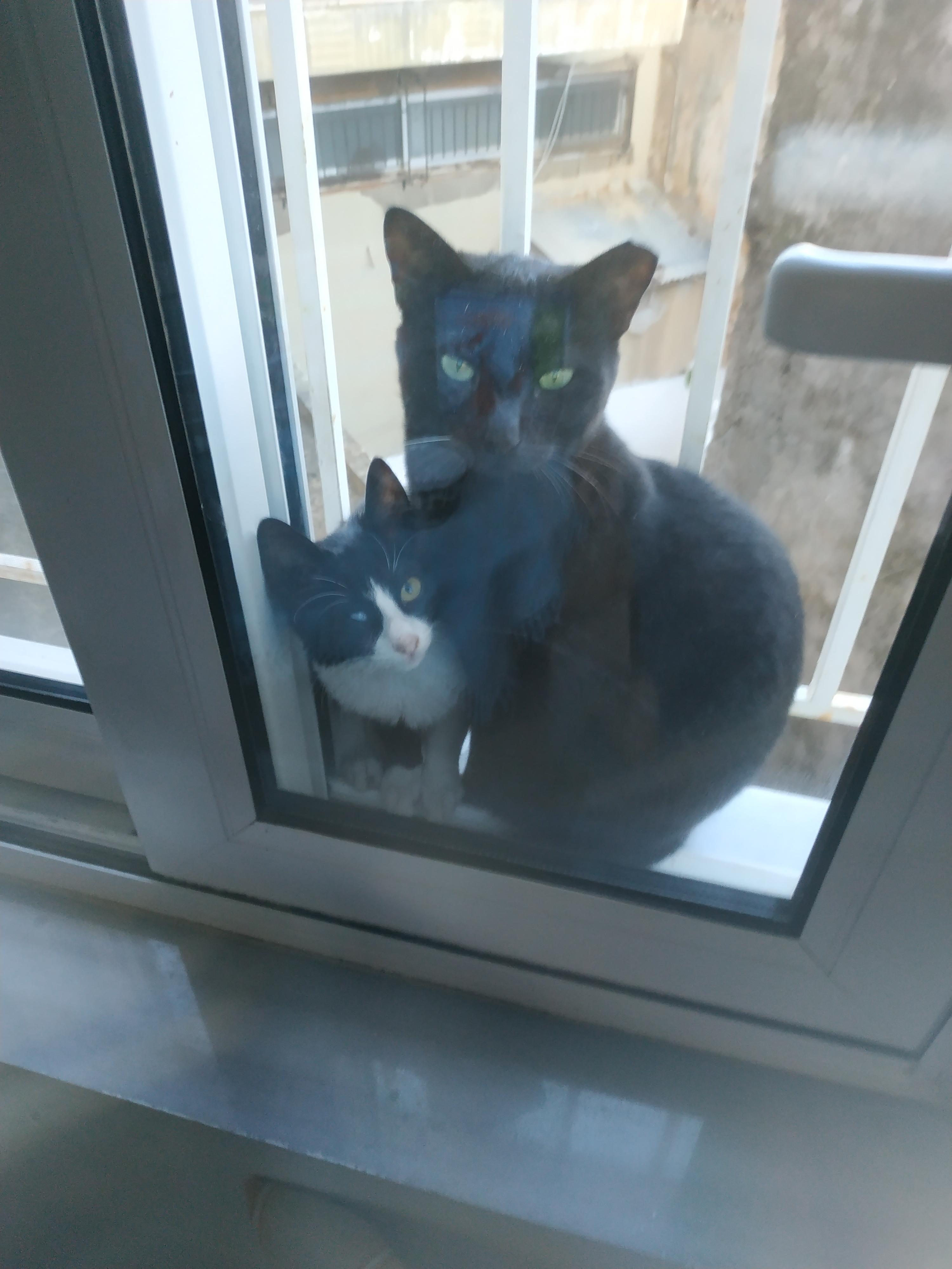 These pair of stray cats that hopped on my window and made