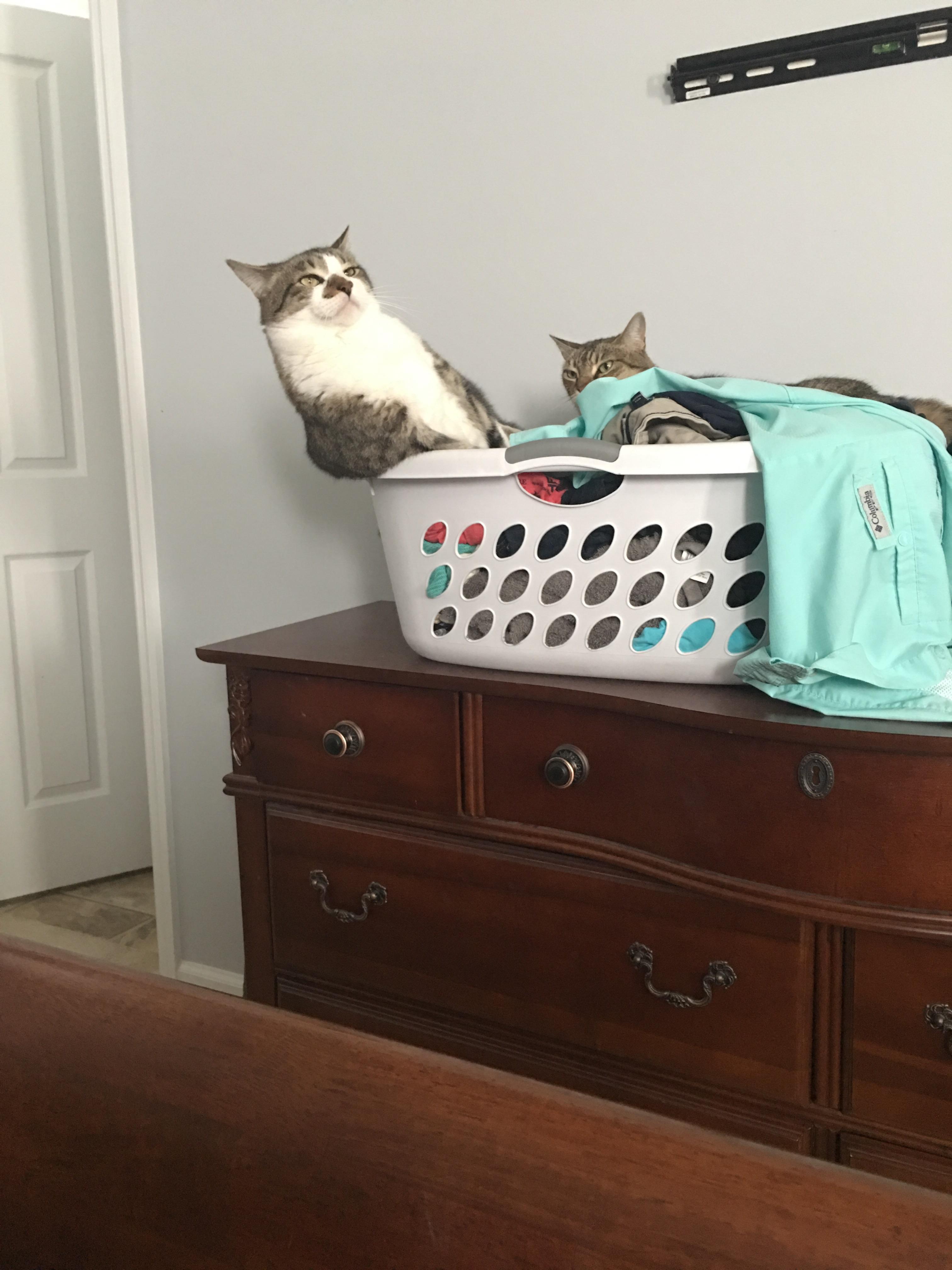 PsBattle Cat in a laundry basket.