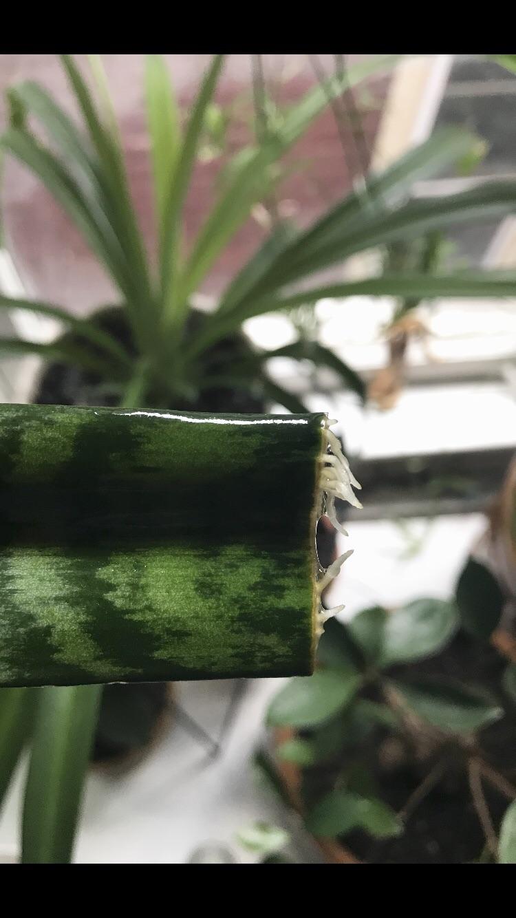 Can Snake Plant Grow In Water