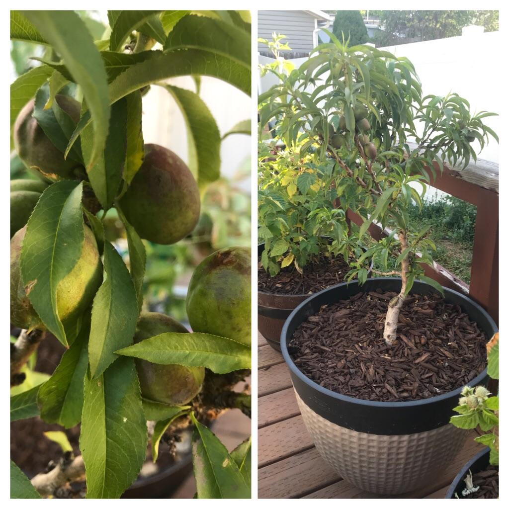 My little nectarine 🍑 tree 🌳 that could! Zone 7 r/gardening