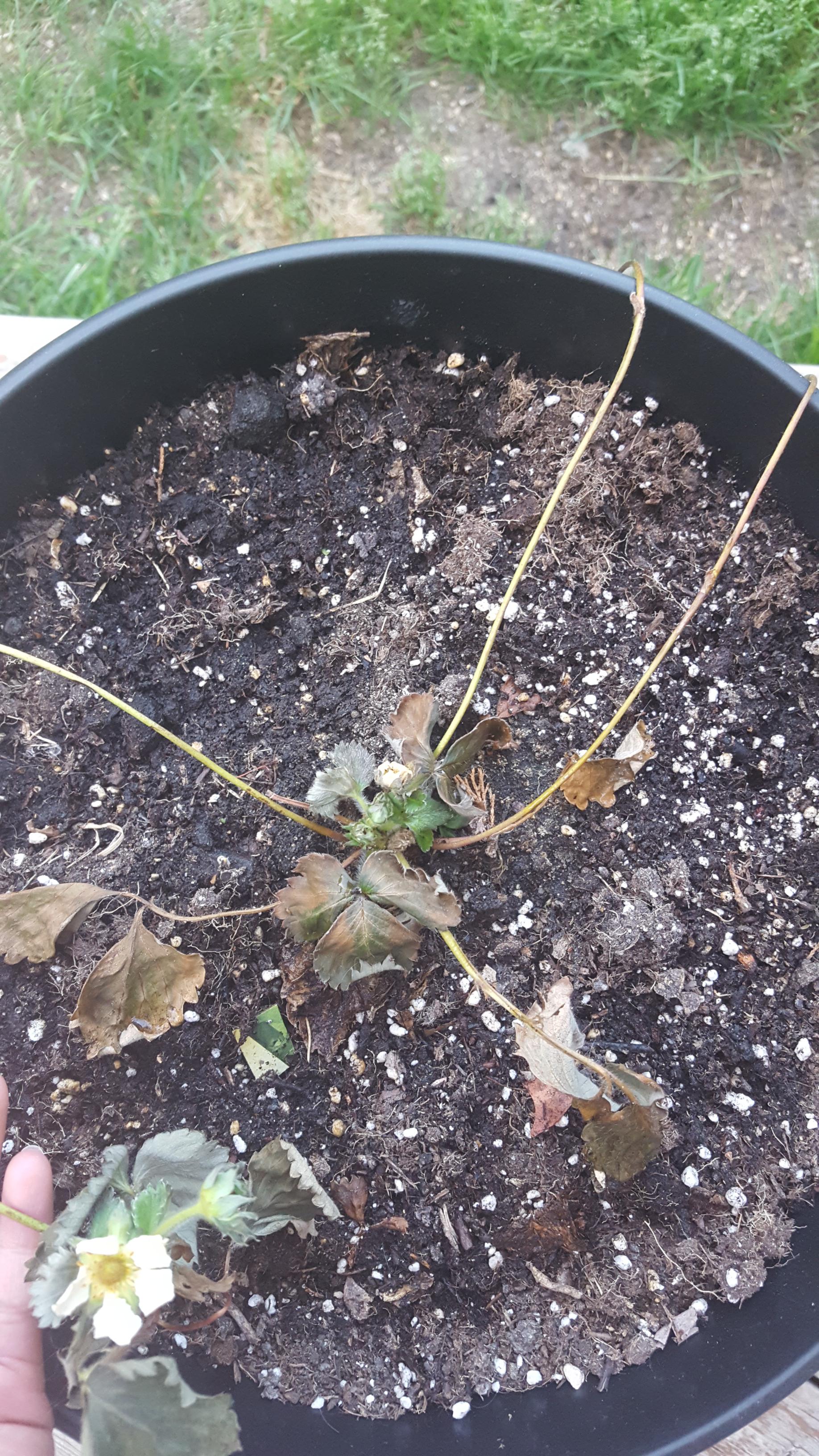 why is my strawberry plant dying? It was fine yesterday. I cut off some