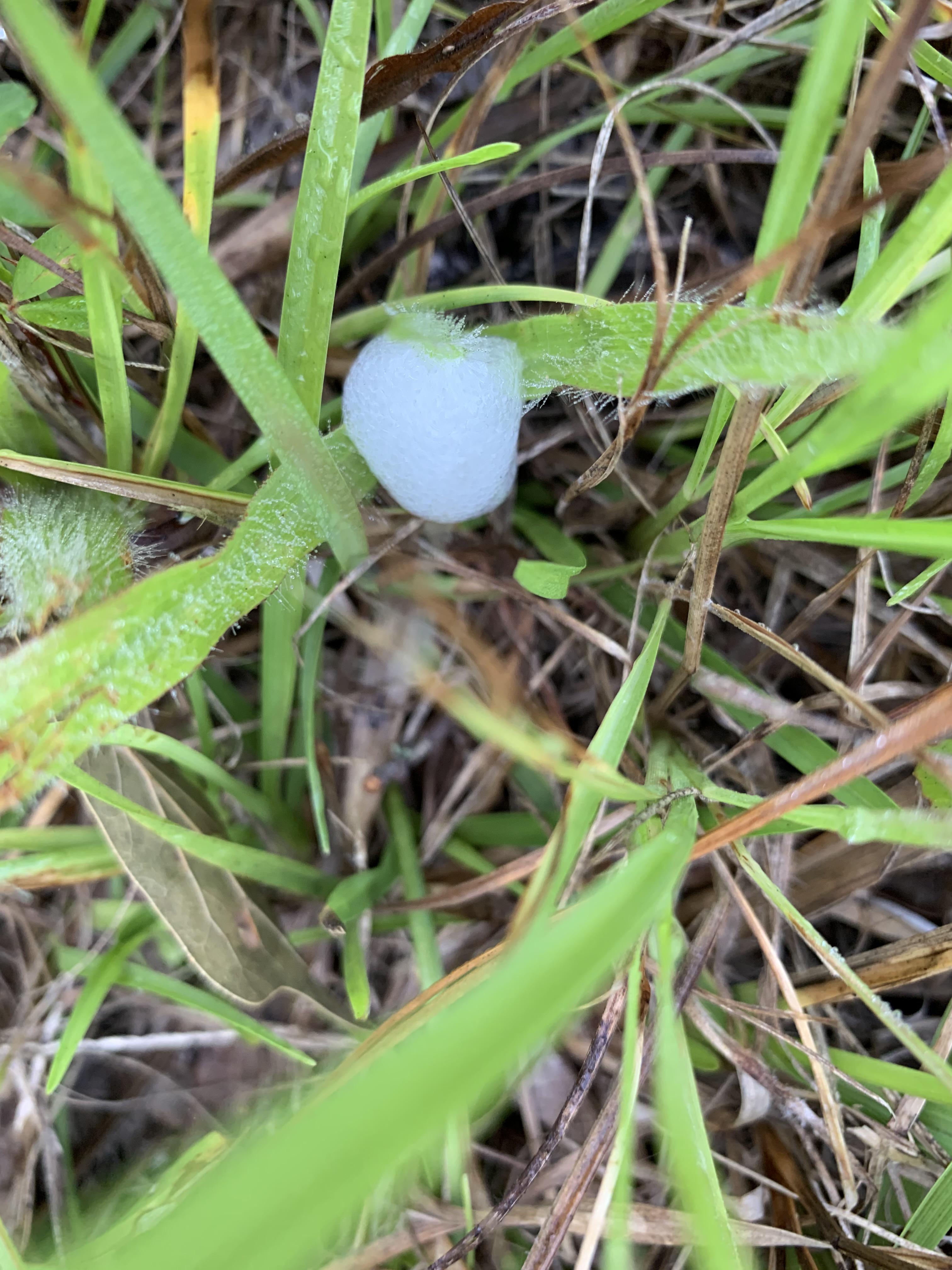 I found a bunch of these frothy looking egg sacks today during my walk
