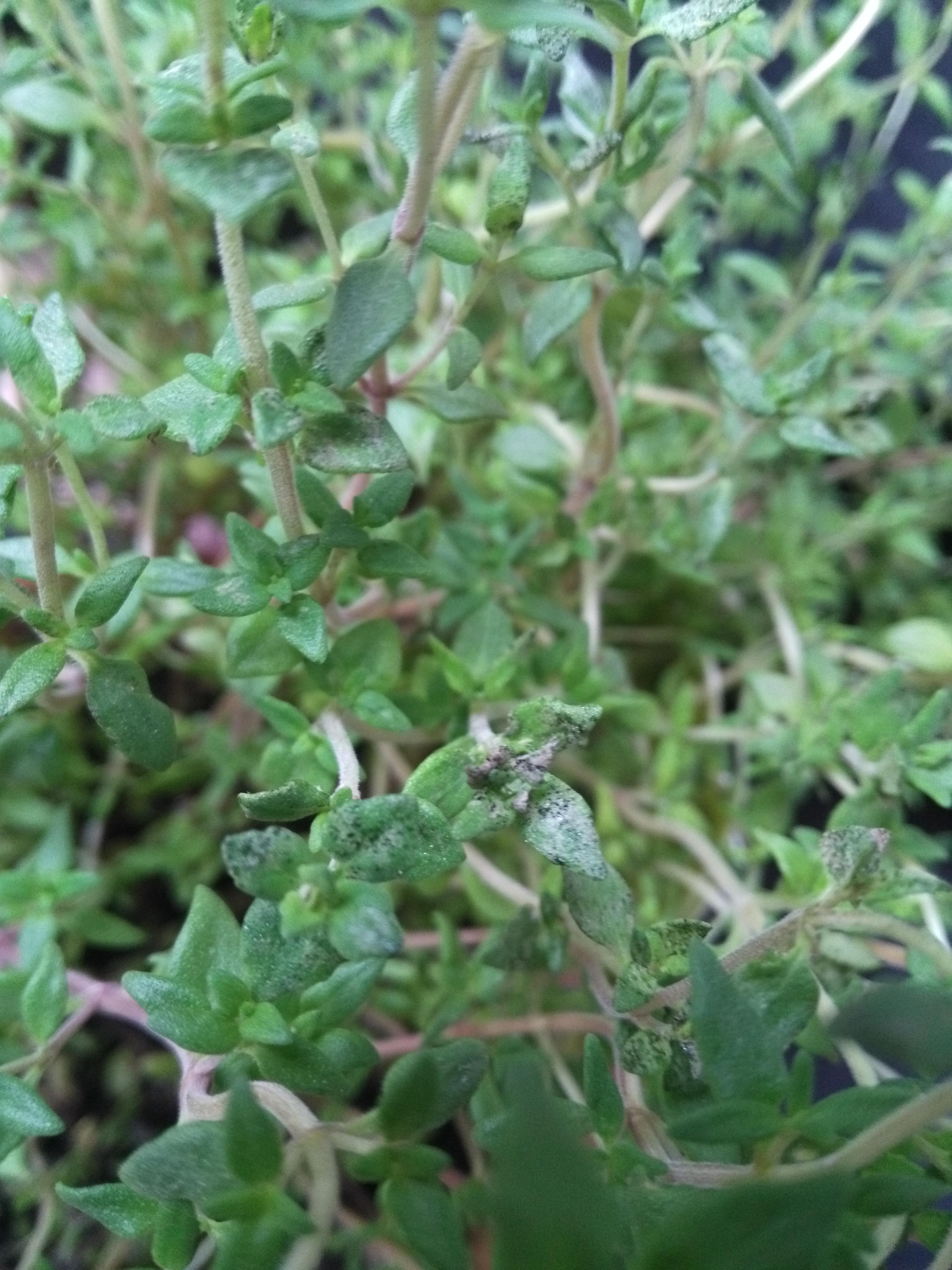 My Thyme is turning black. Can someone tell why and what to do? r